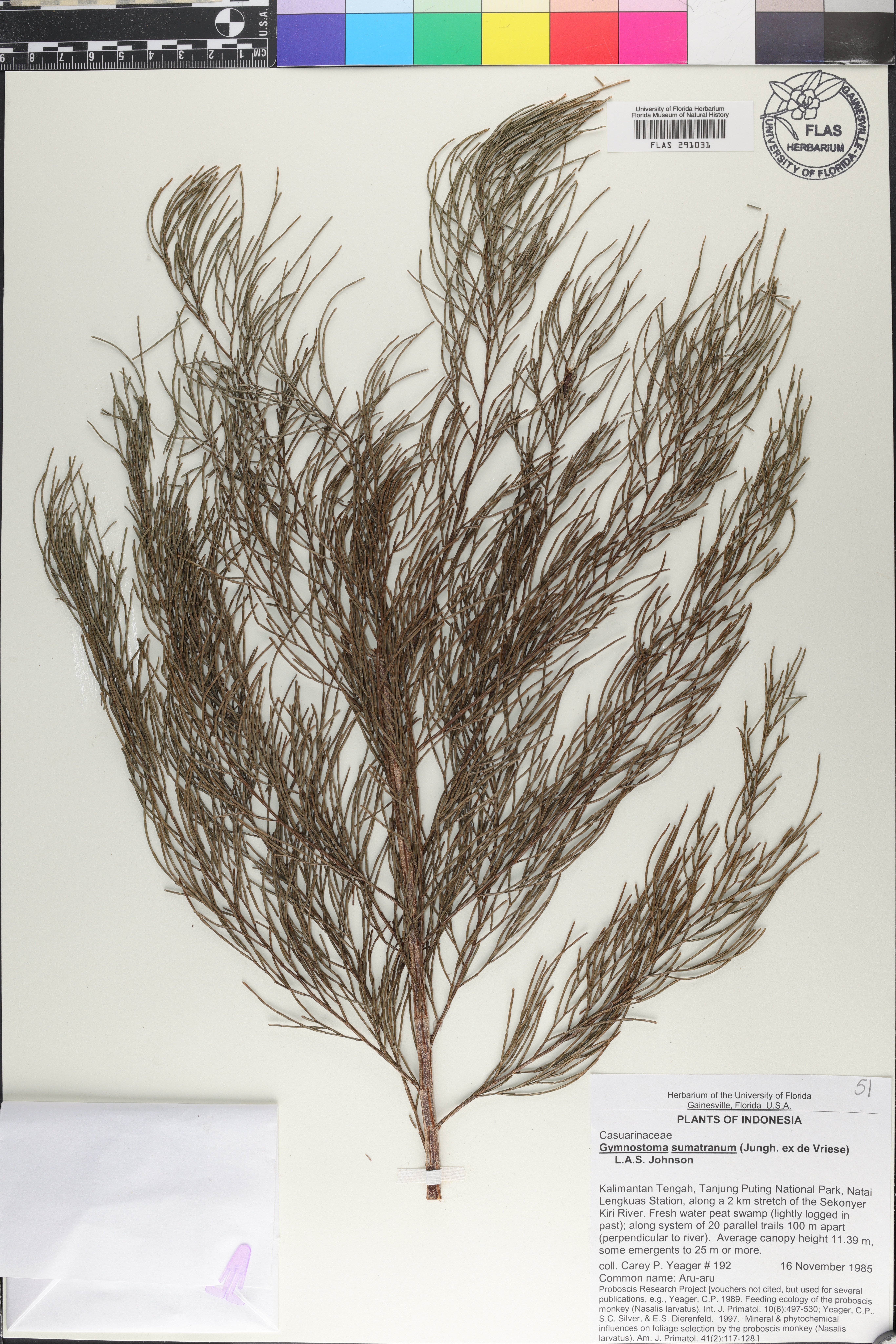 Gymnostoma sumatranum image