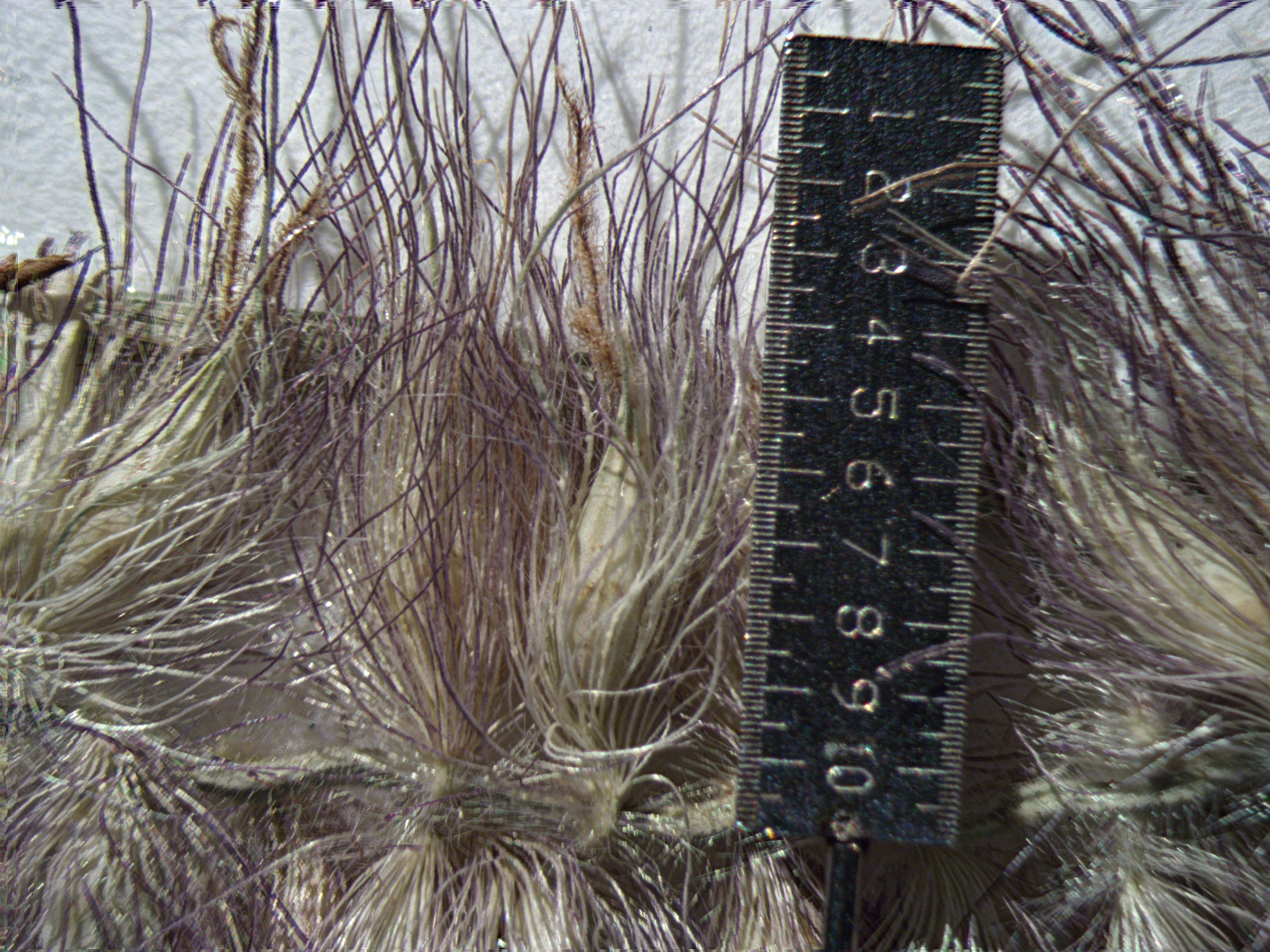 Pennisetum orientale image