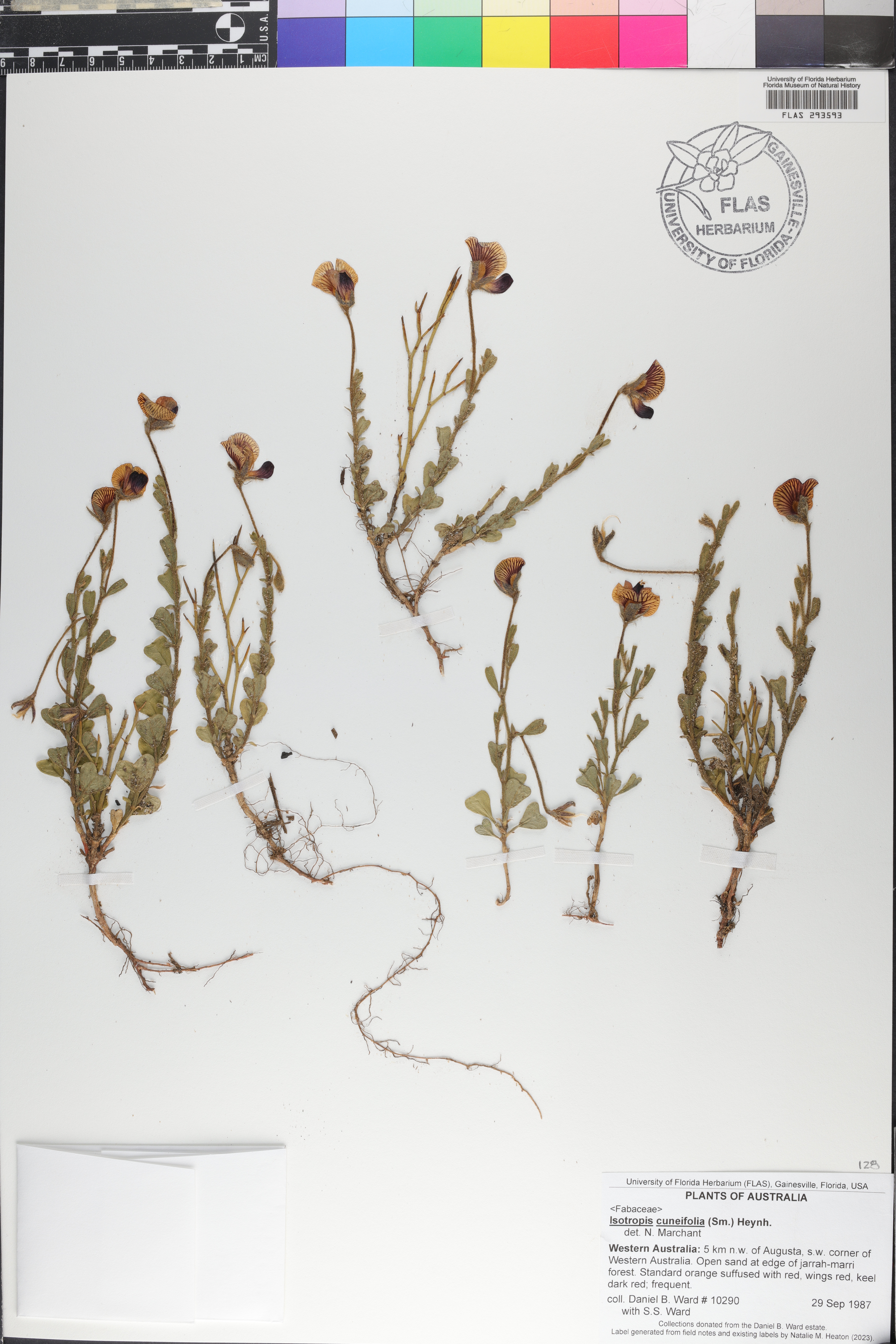 Isotropis cuneifolia image