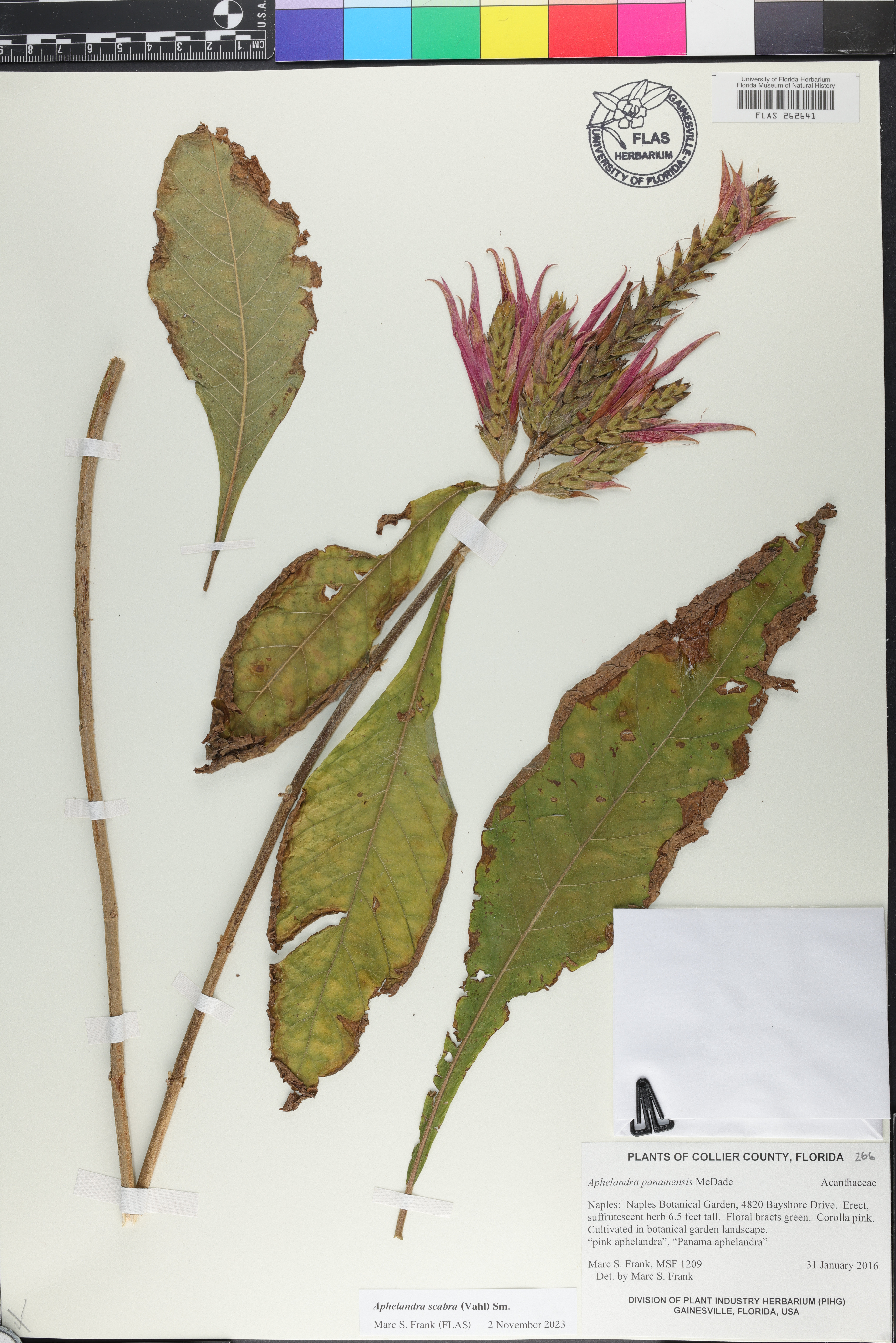Aphelandra panamensis image