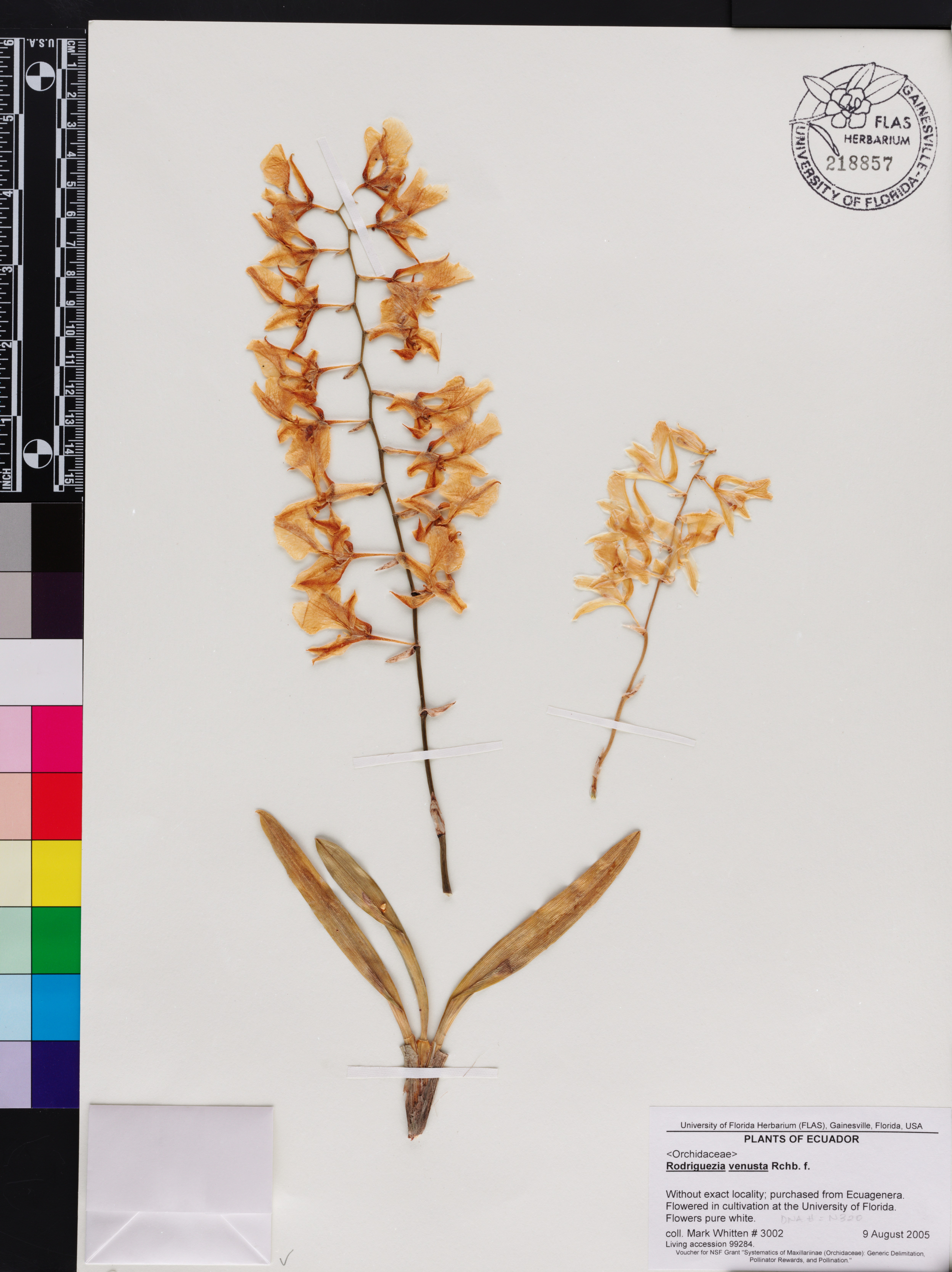 Imagem de Orquídea-da-serra