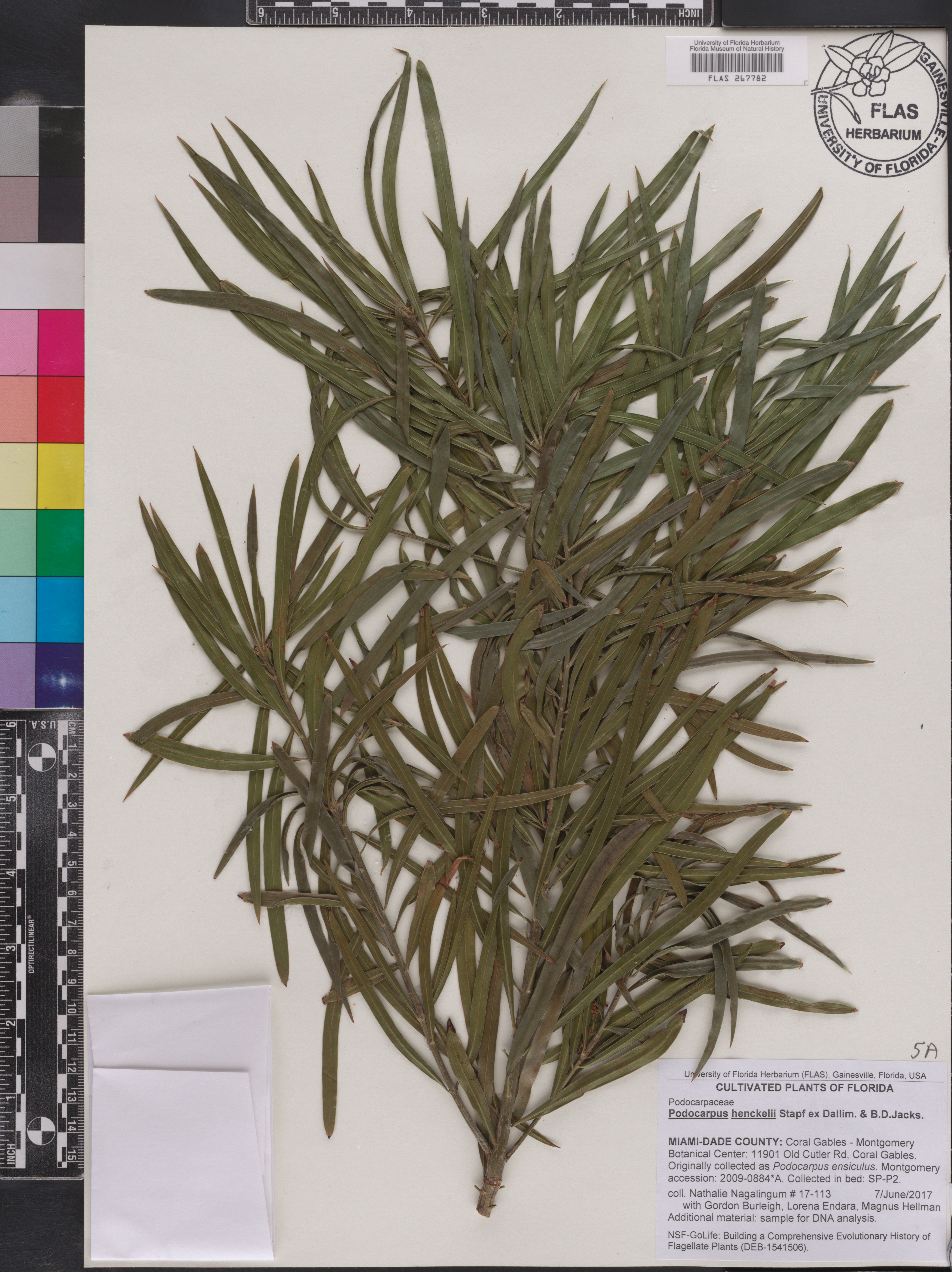 Podocarpus henkelii