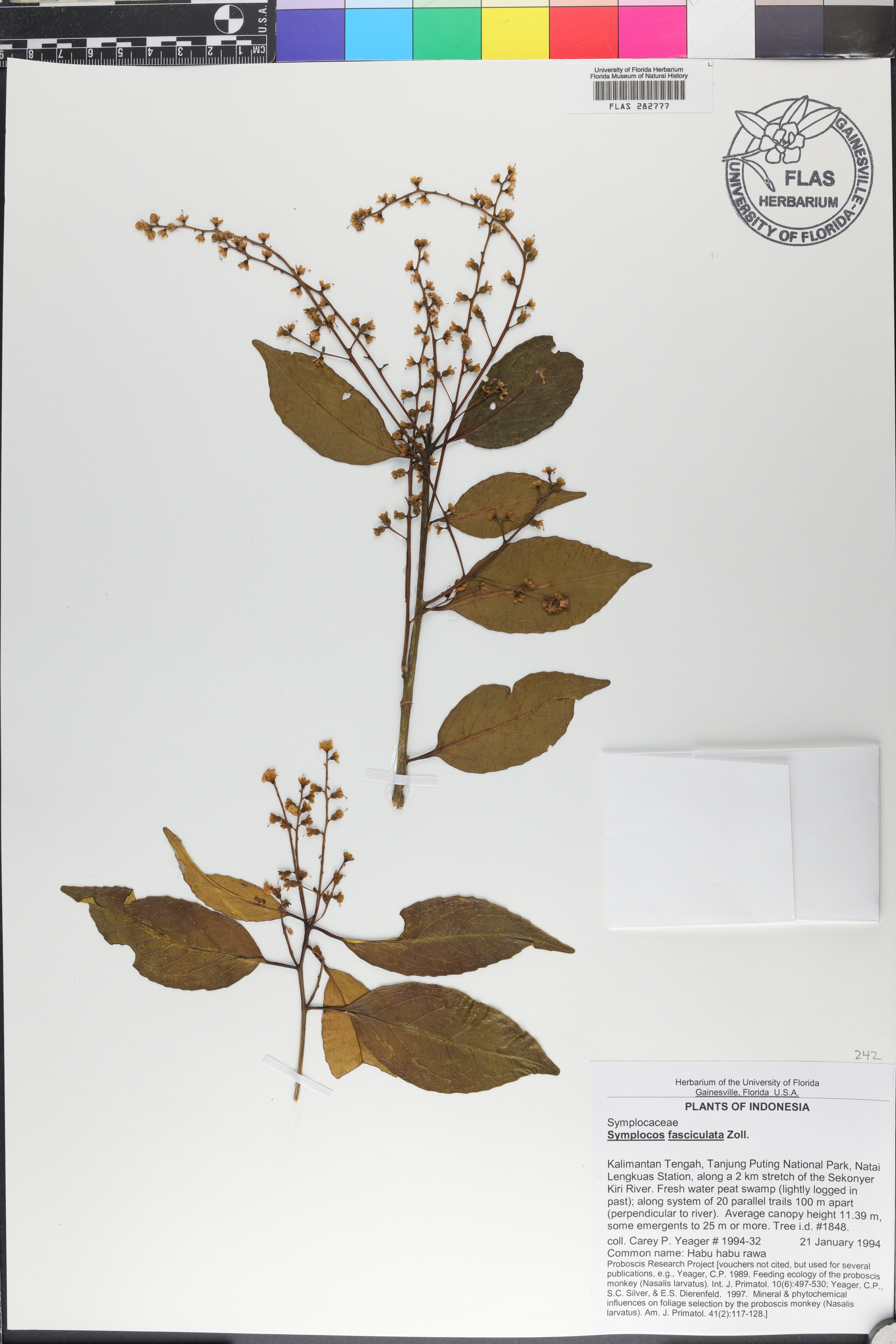 Symplocos fasciculata image