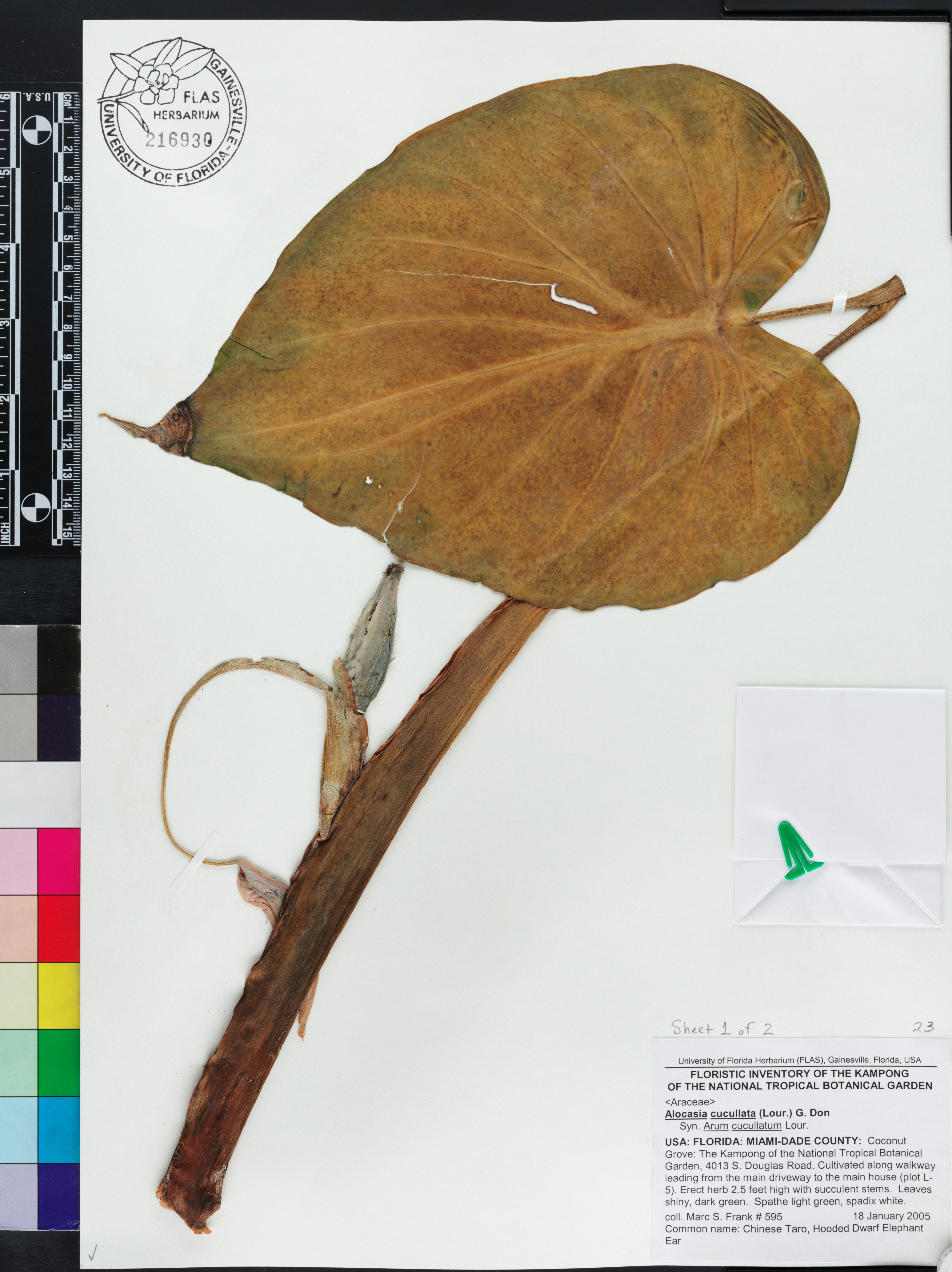 Alocasia cucullata image