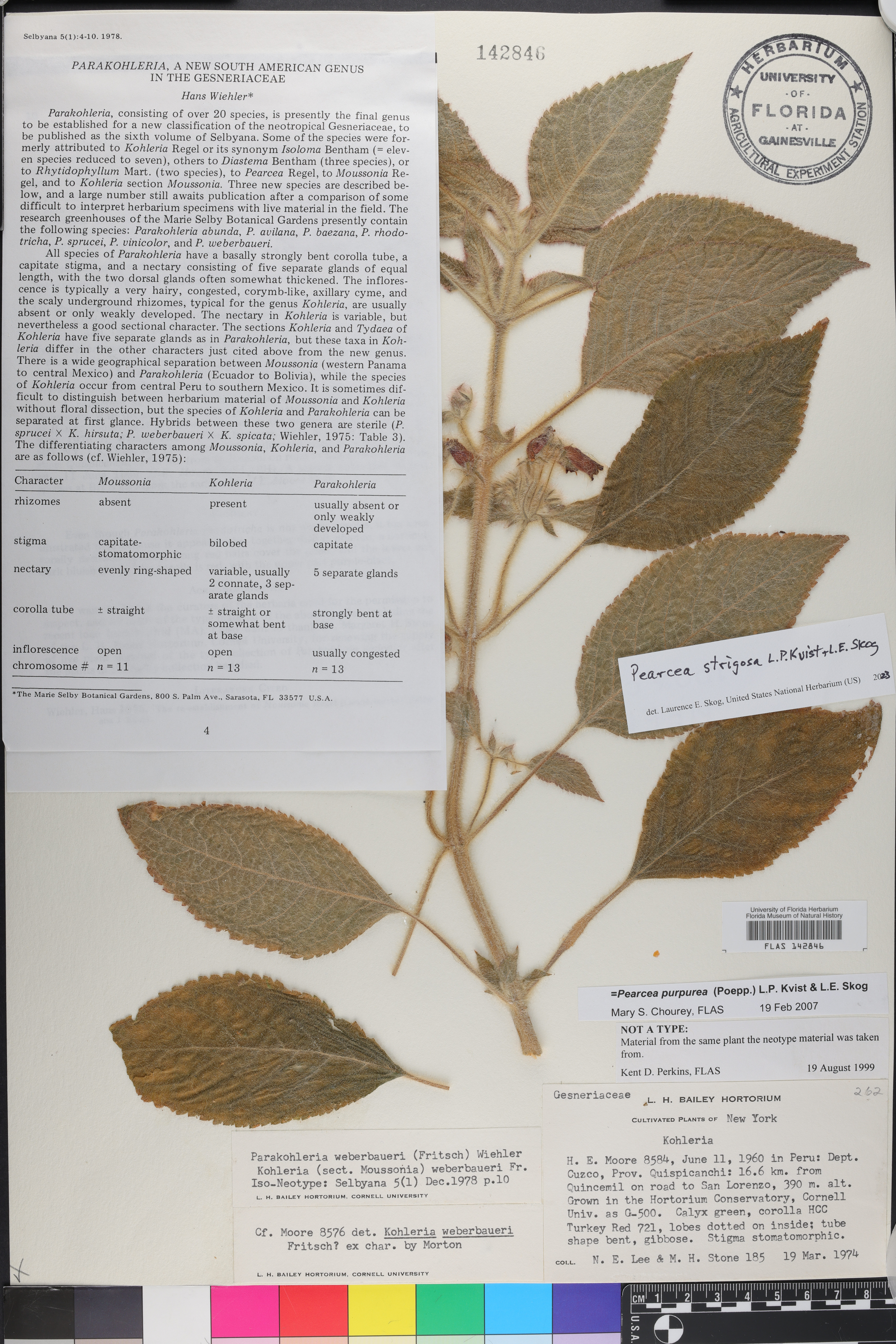 Pearcea strigosa image