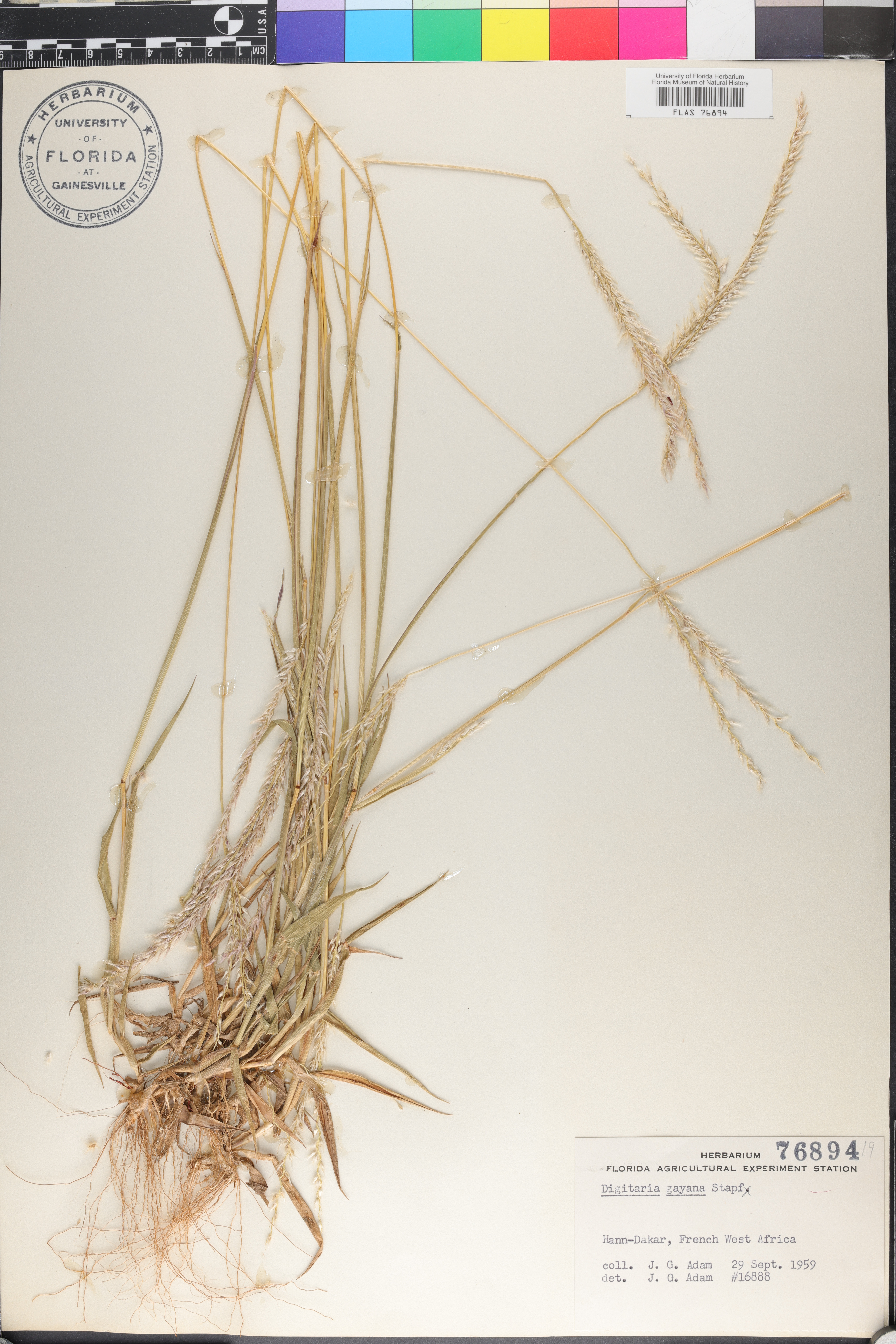 Digitaria gayana image