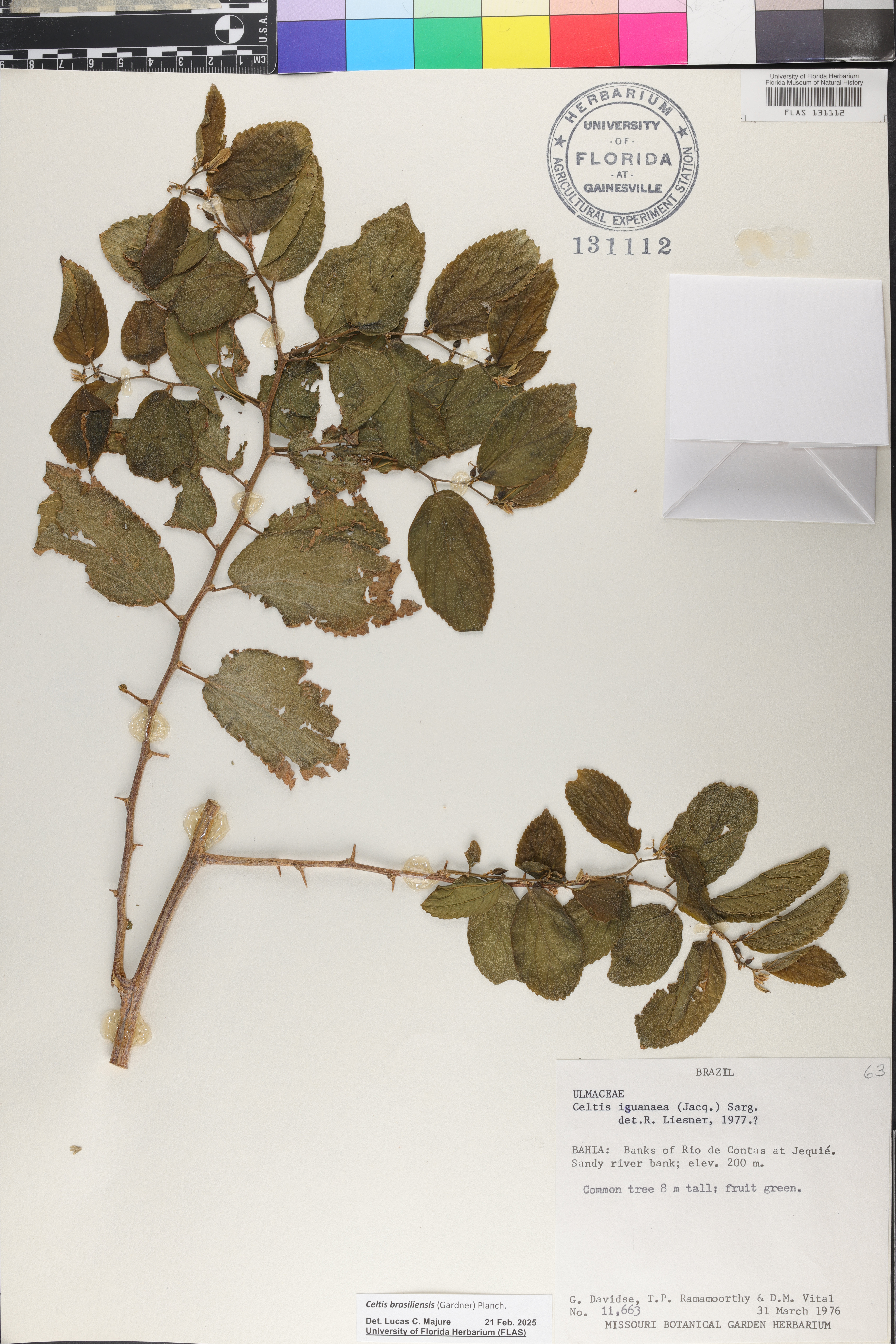 Celtis brasiliensis image