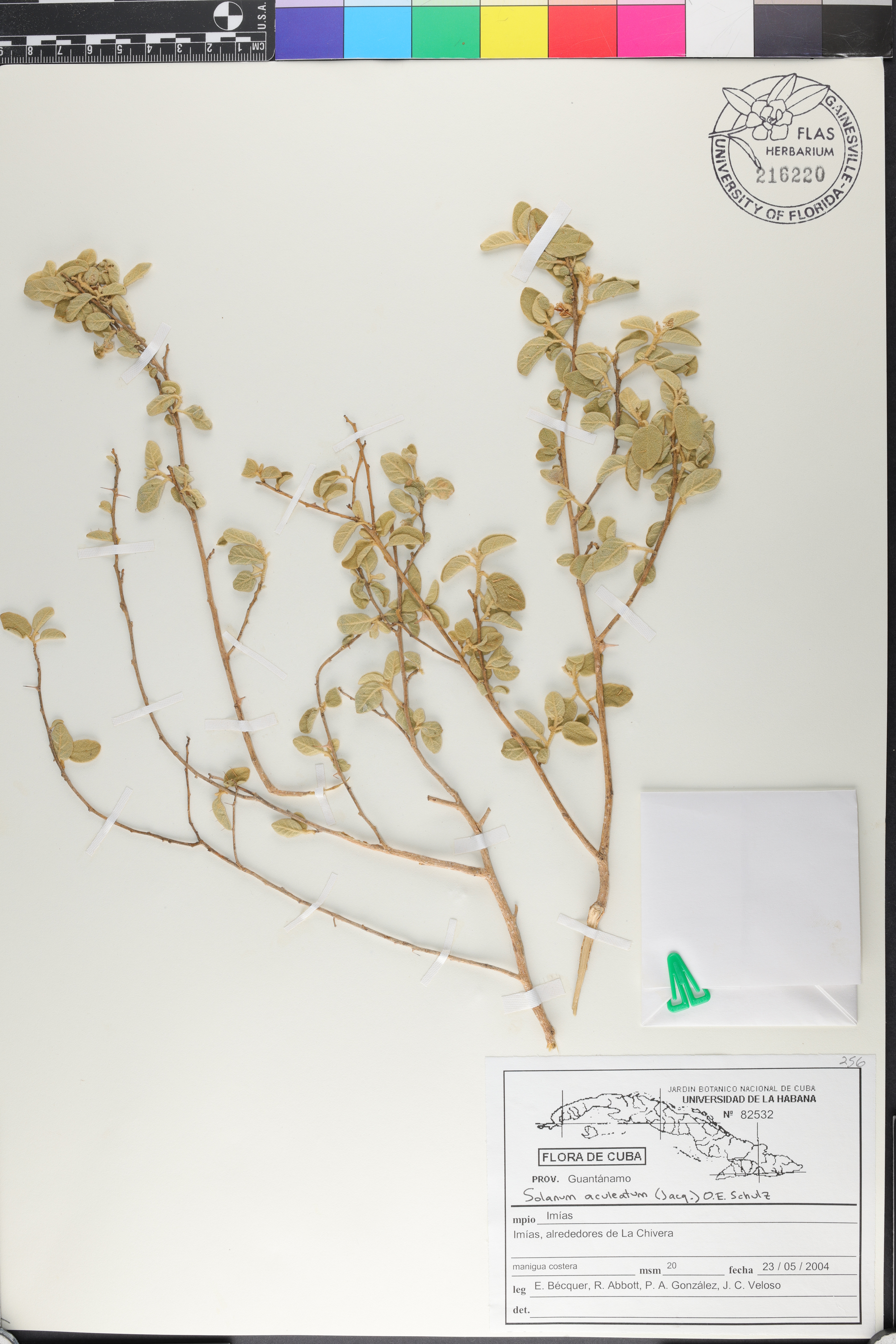 Solanum aculeatum image