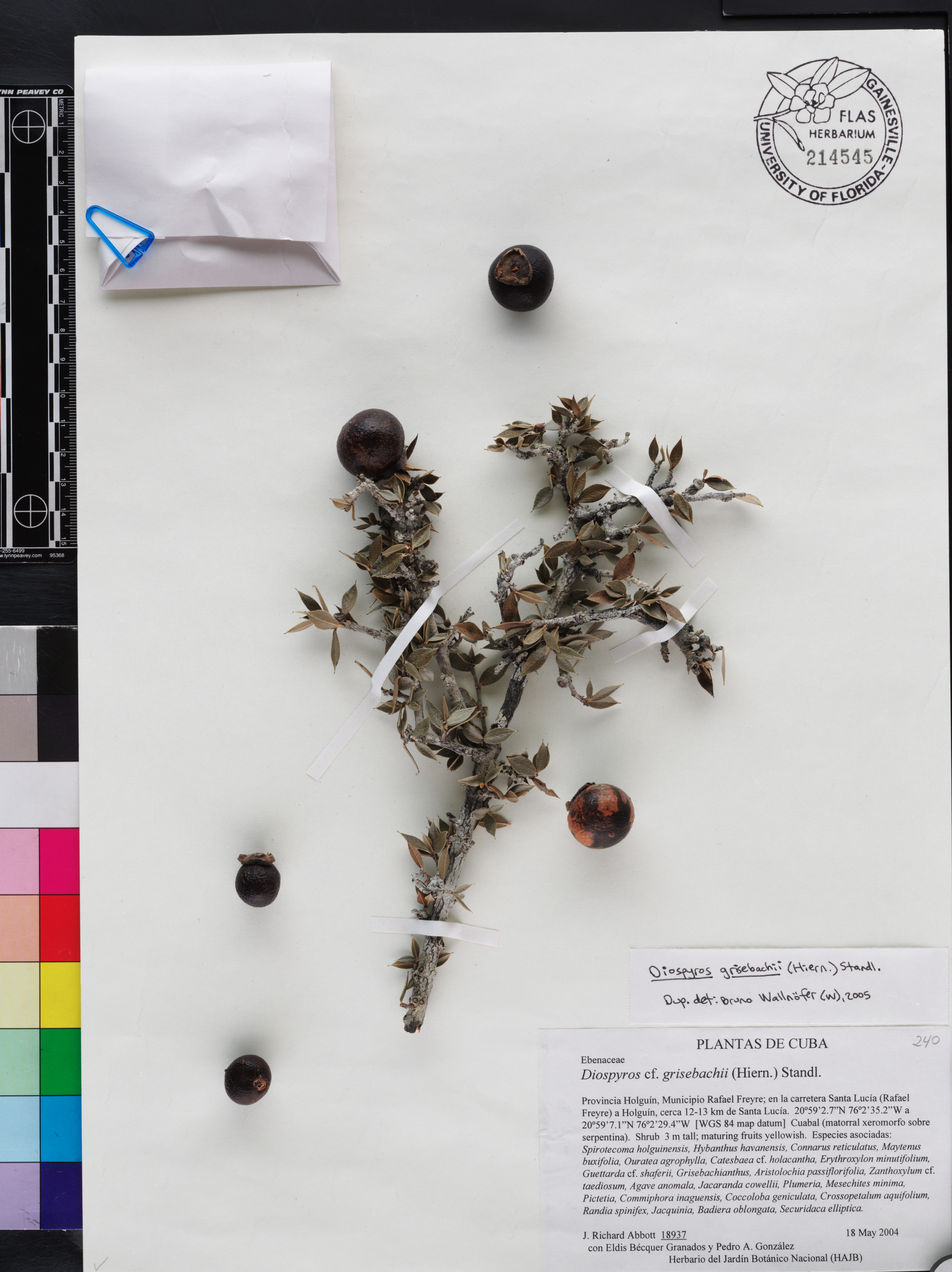Diospyros grisebachii image