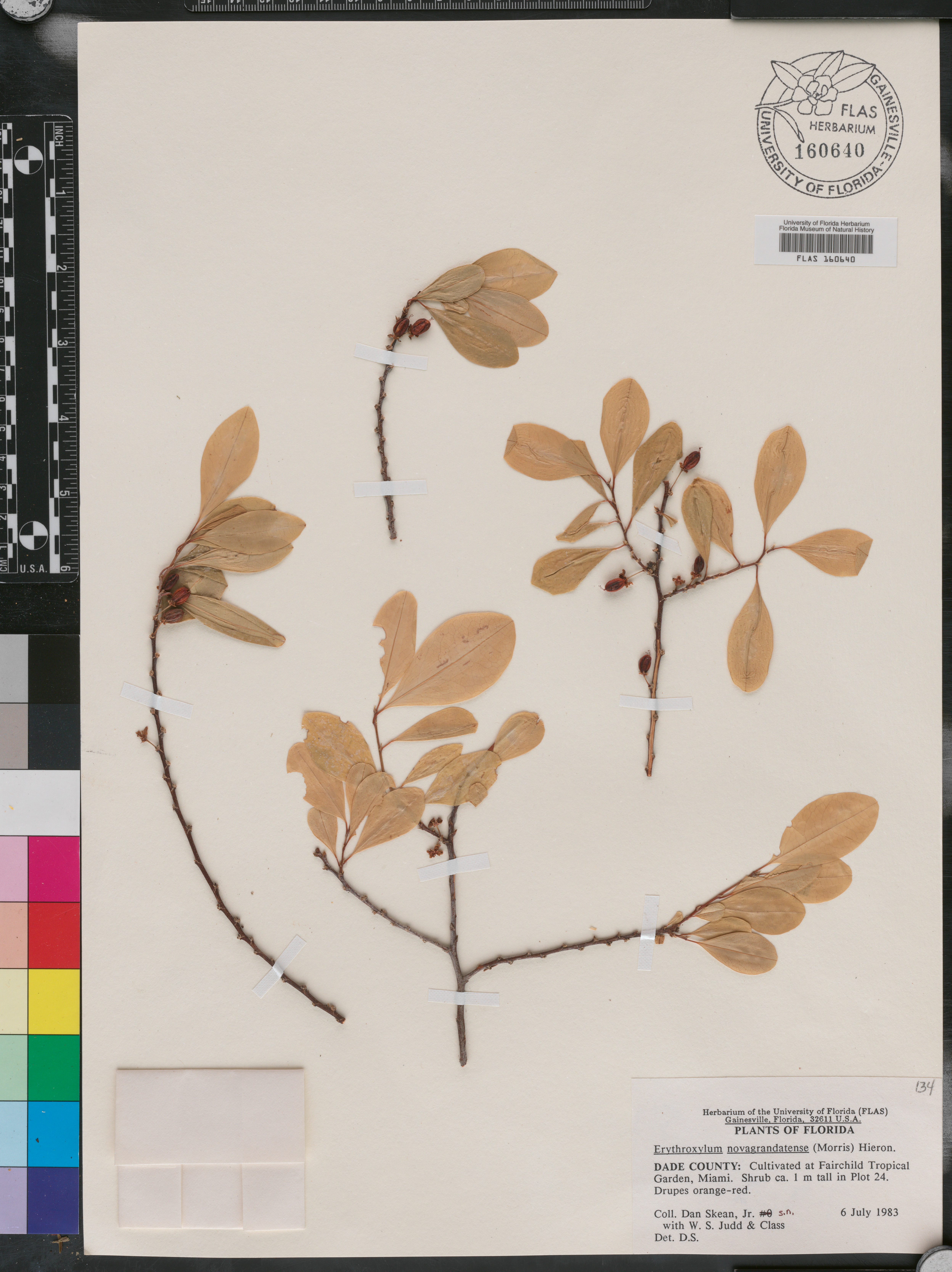 Erythroxylum novogranatense image