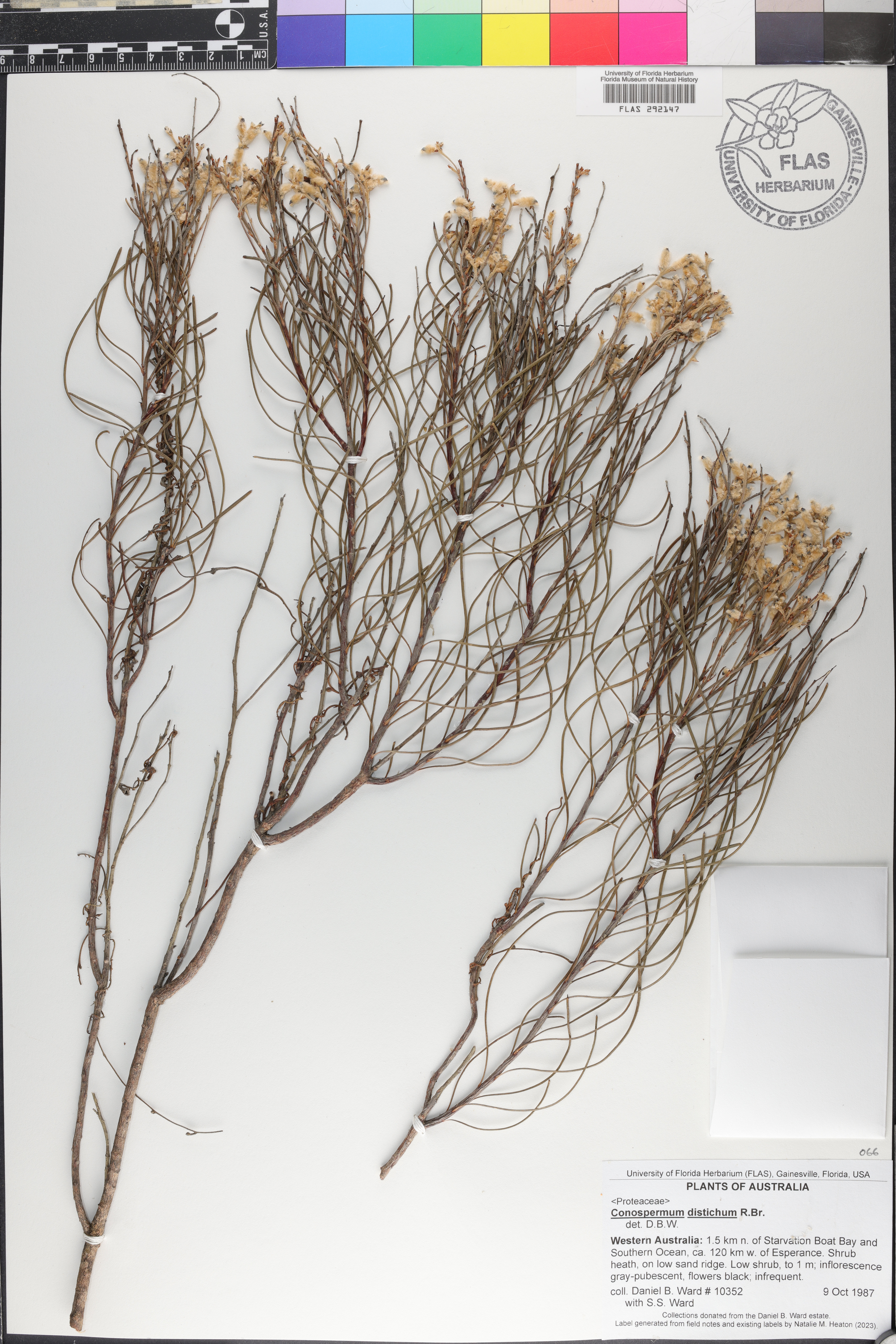 Conospermum distichum image