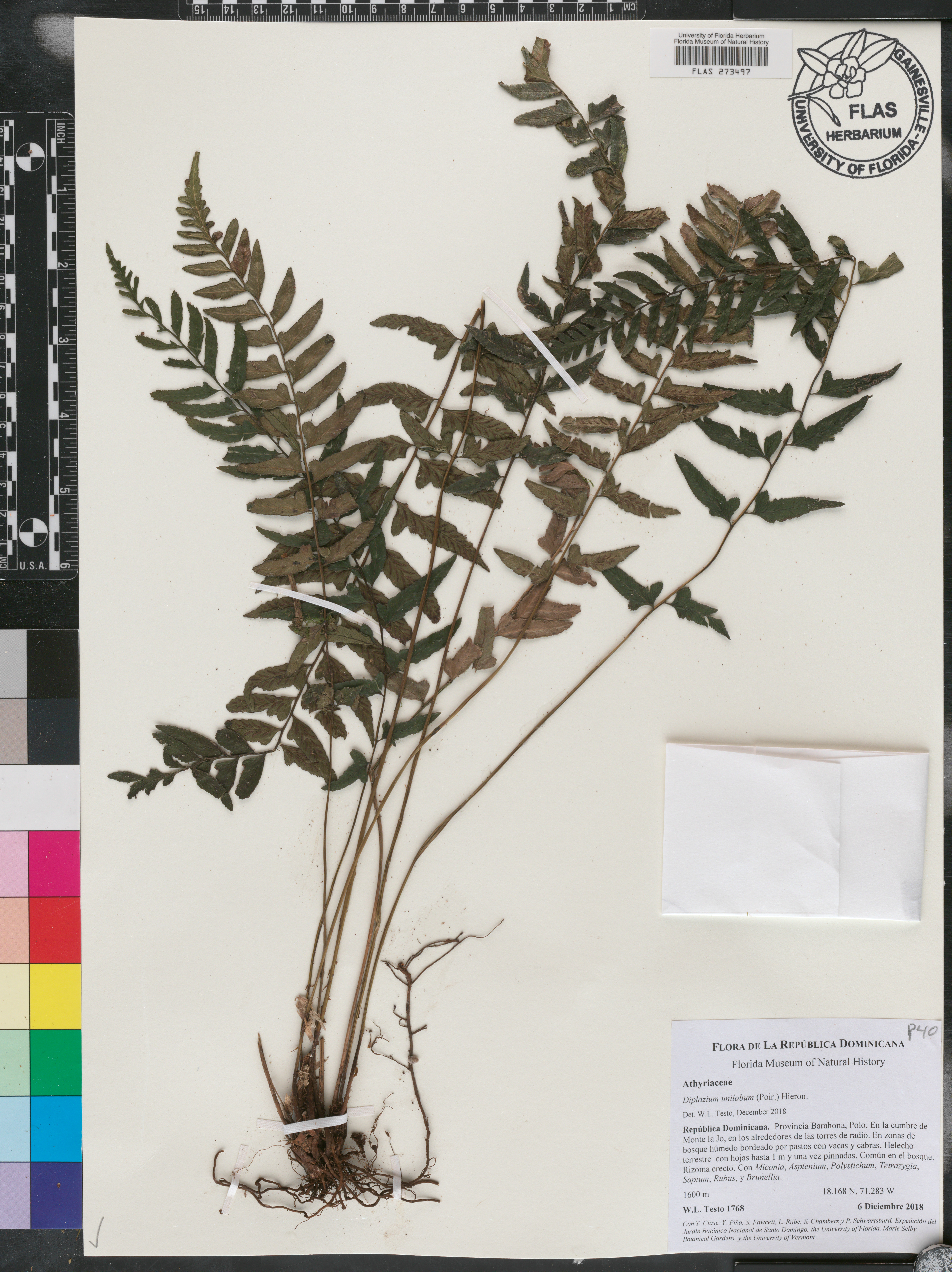 Diplazium unilobum image