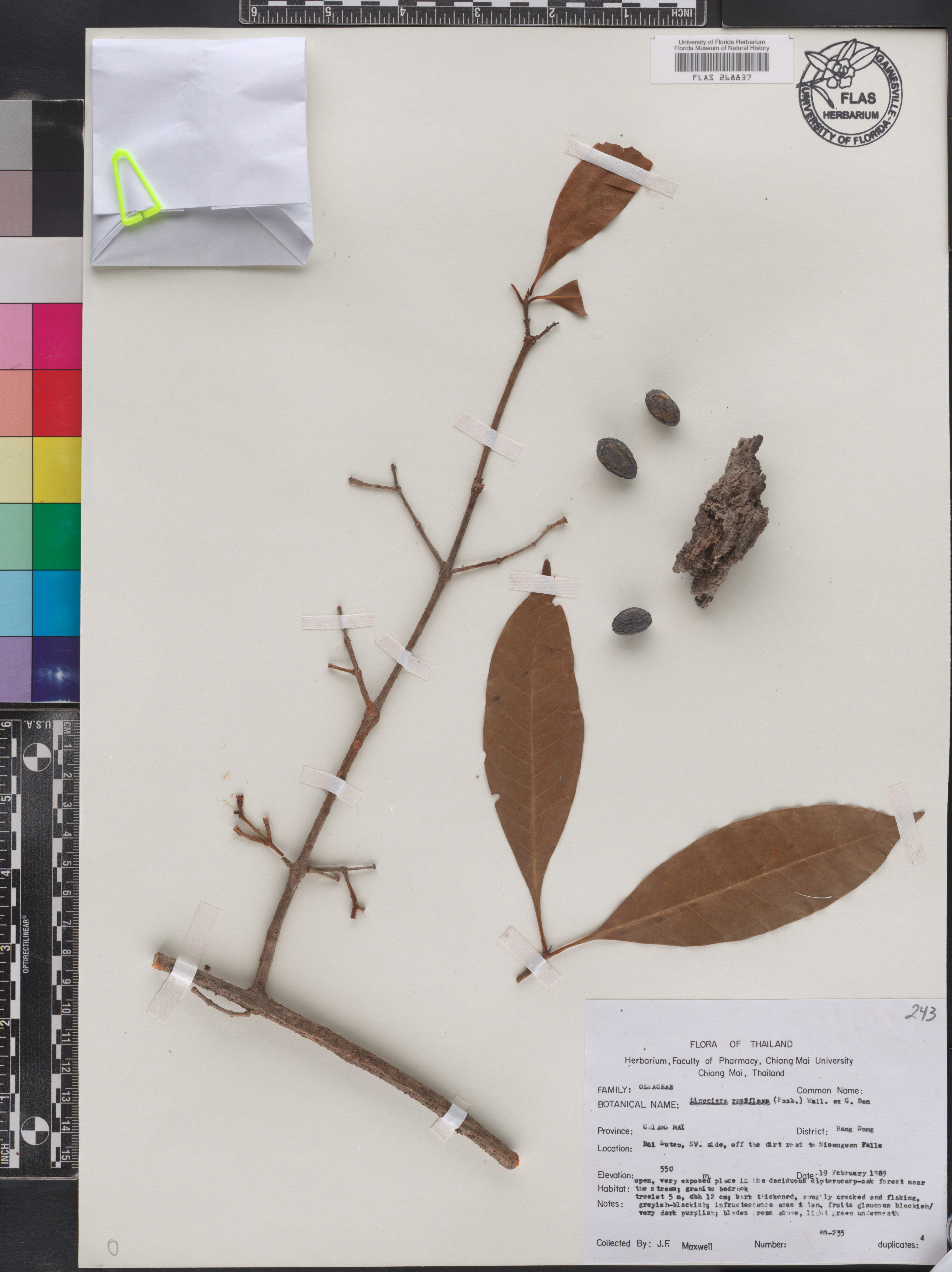 Chionanthus ramiflorus image
