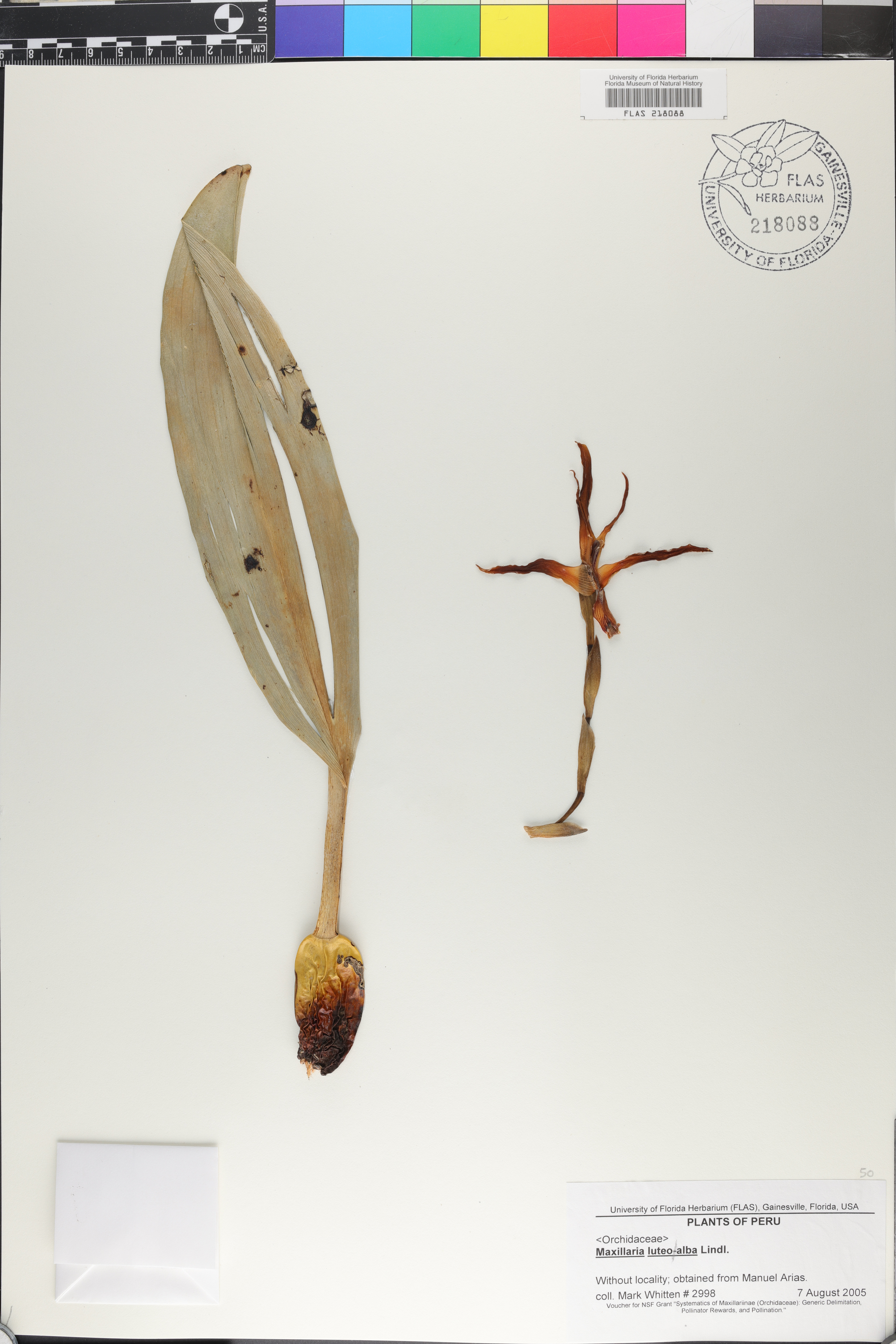 Maxillaria luteo-alba image