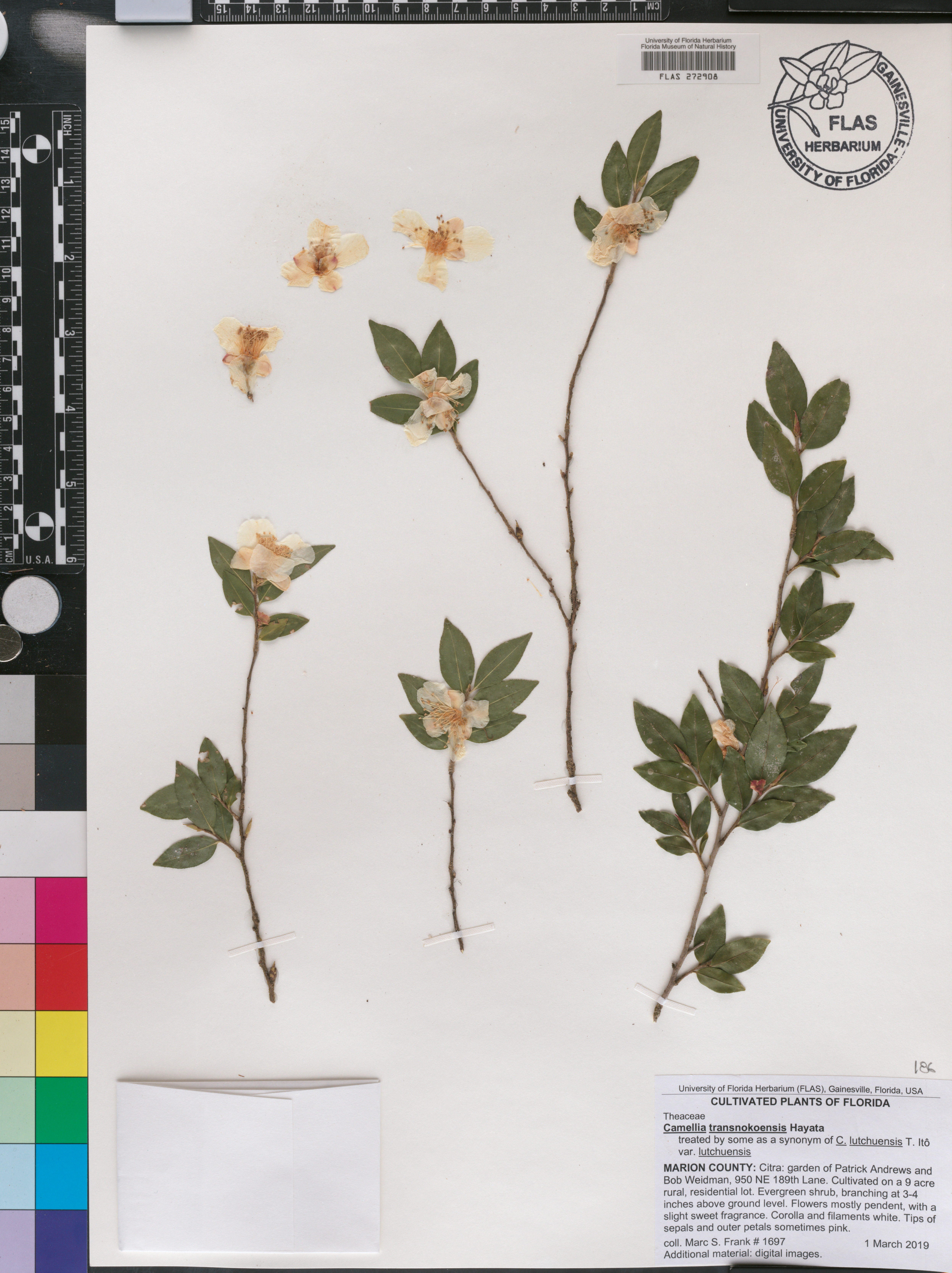 Camellia lutchuensis image