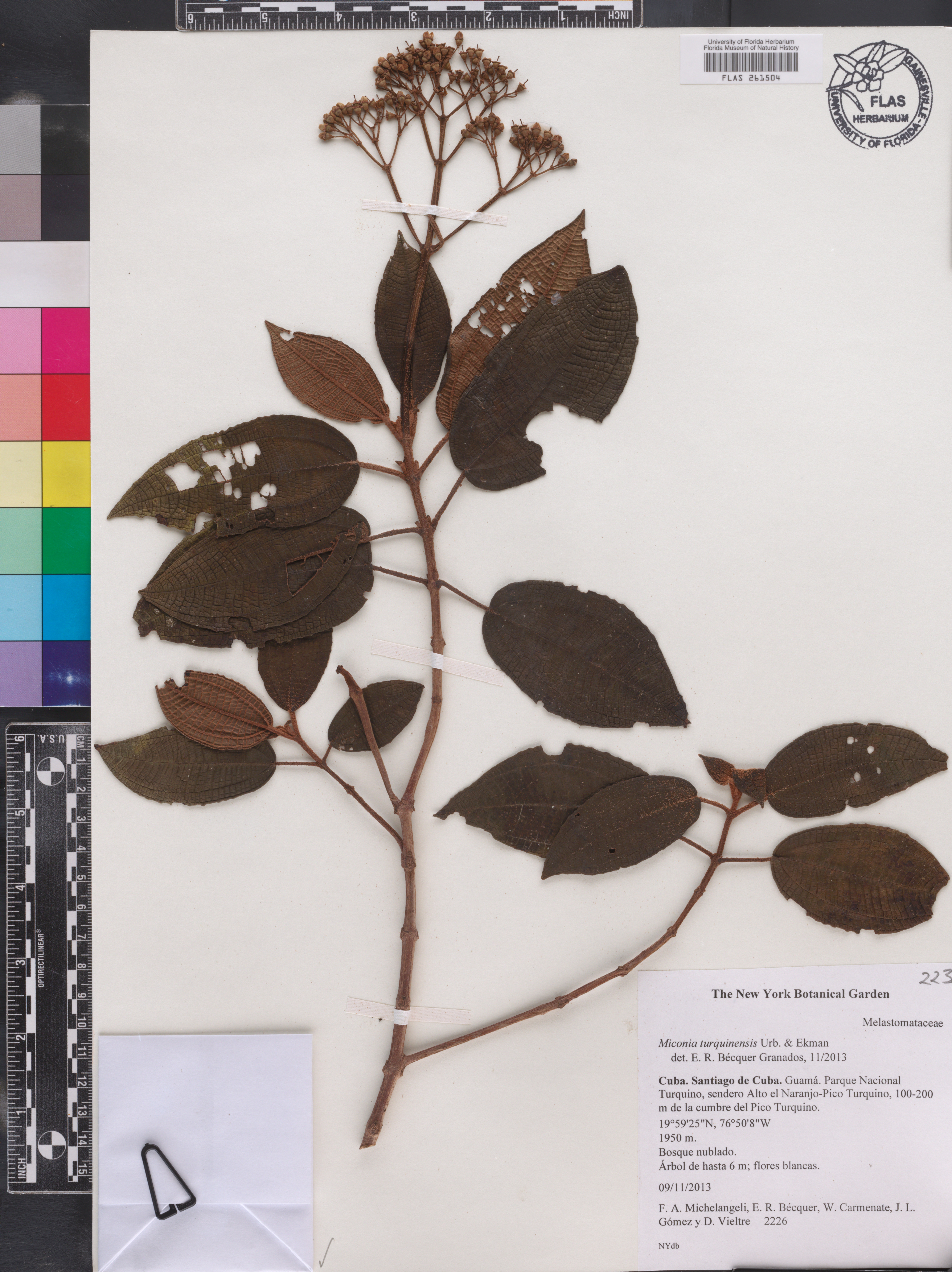 Miconia turquinensis image