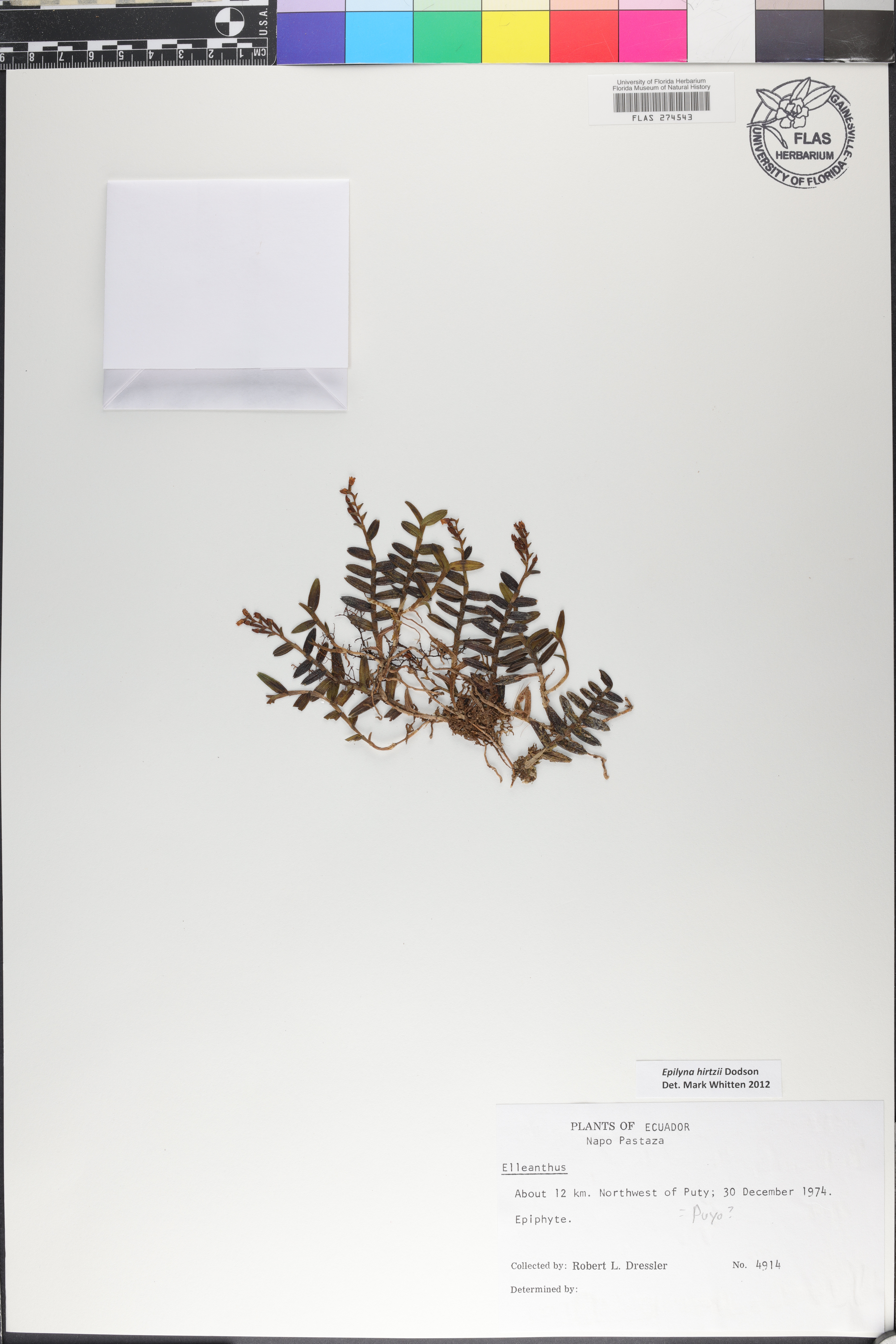 Elleanthus deuterohirtzii image