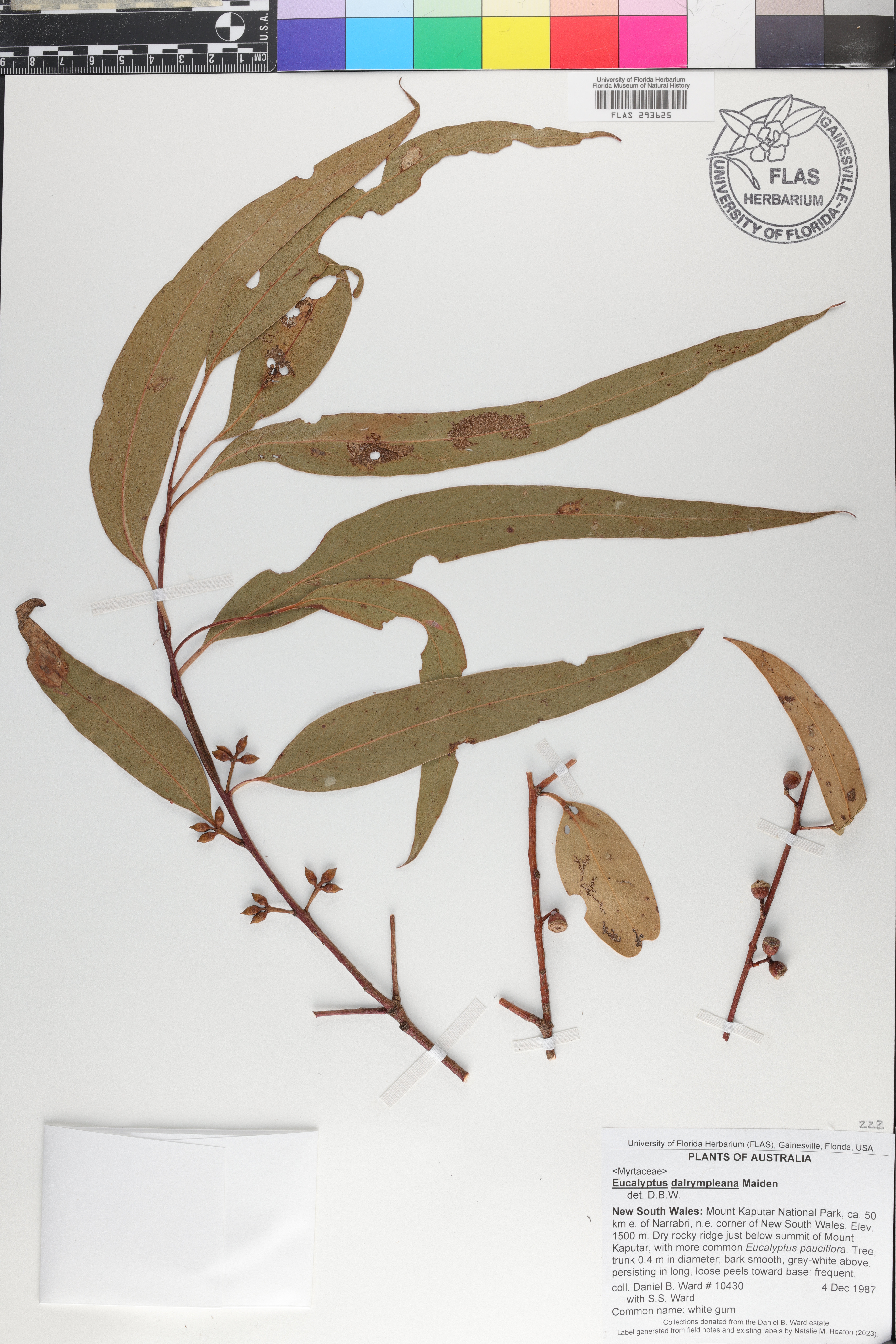Eucalyptus dalrympleana image