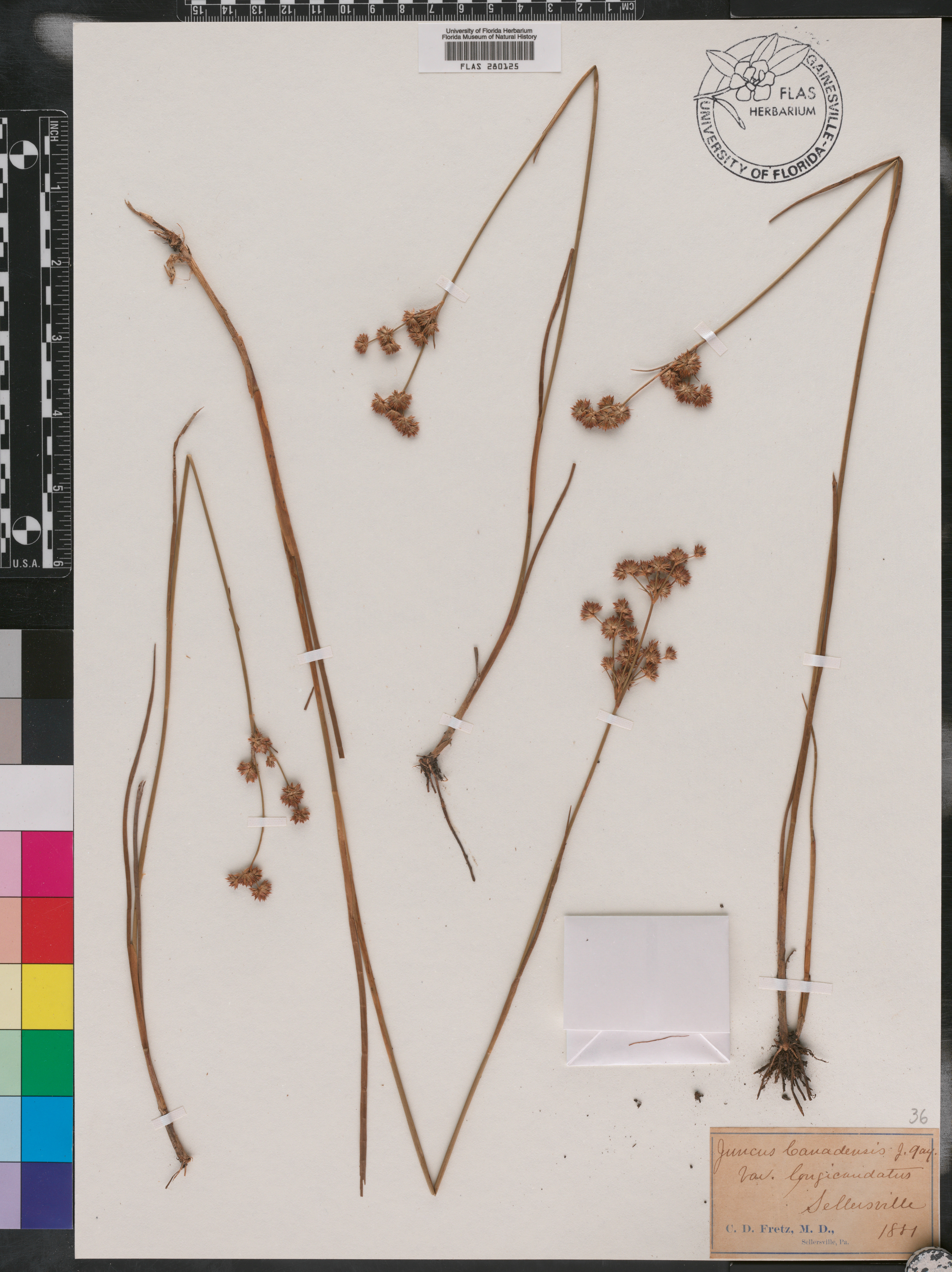 Juncus canadensis var. longicaudatus image