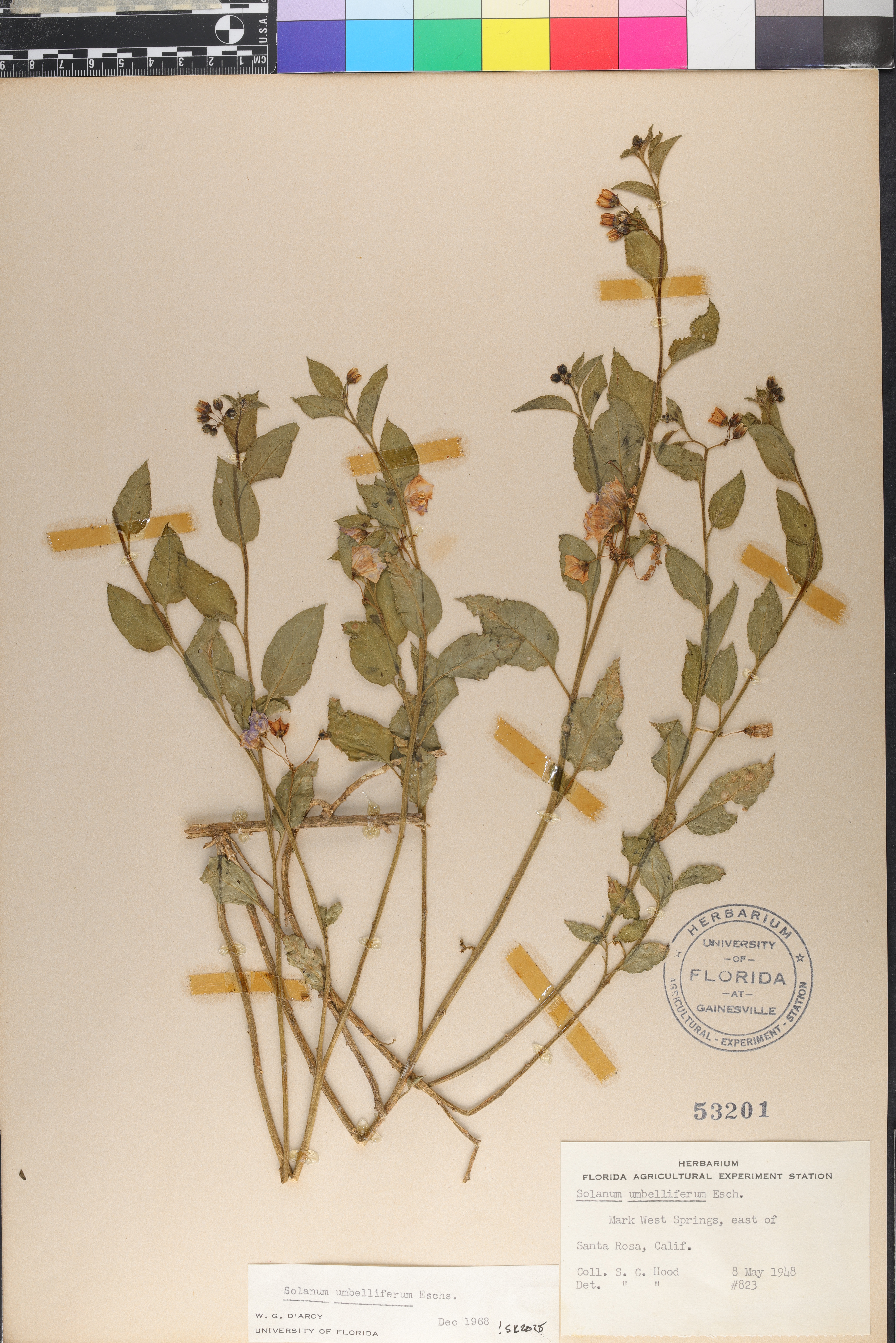 Solanum umbelliferum image