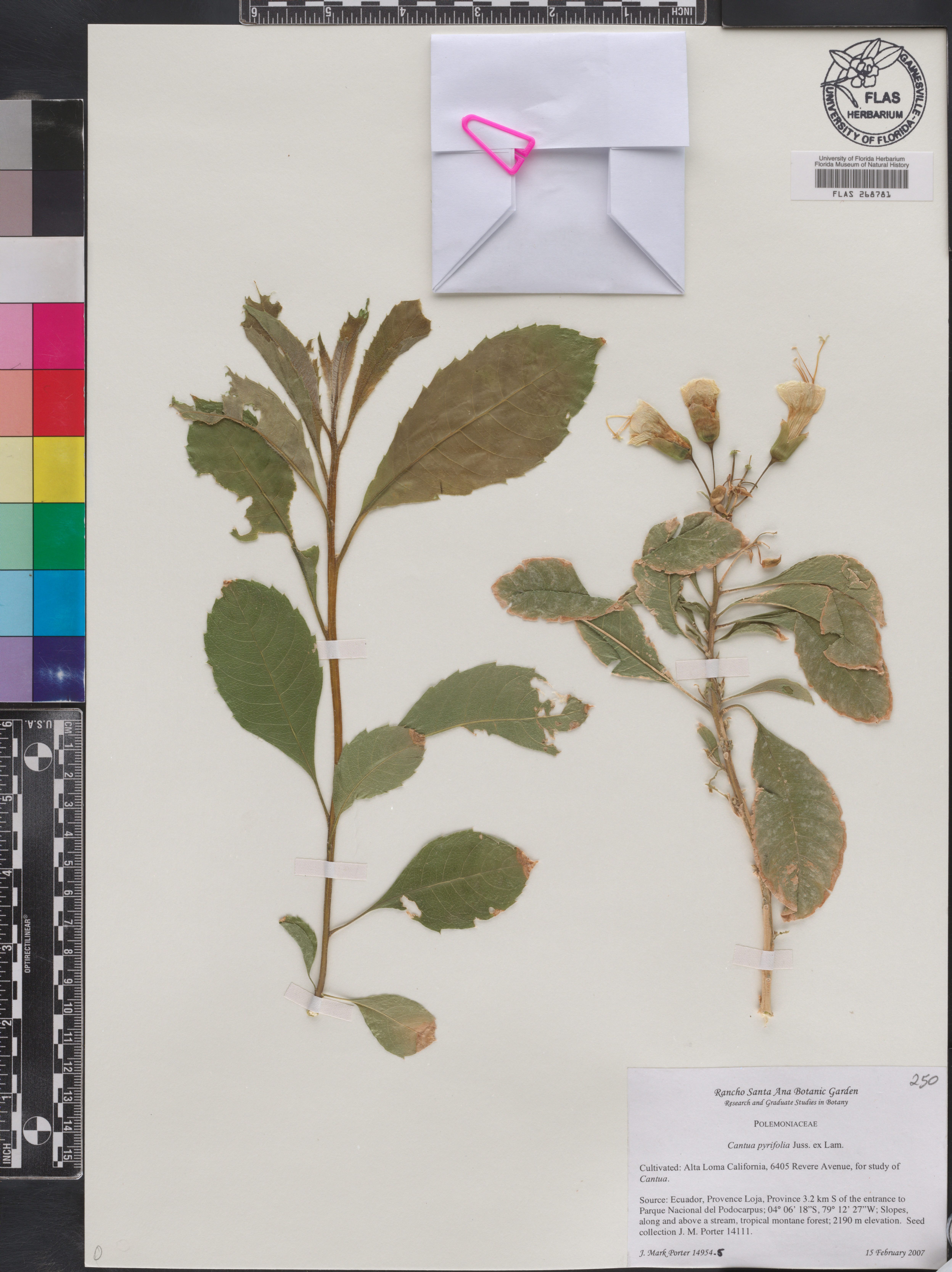 Cantua pyrifolia image