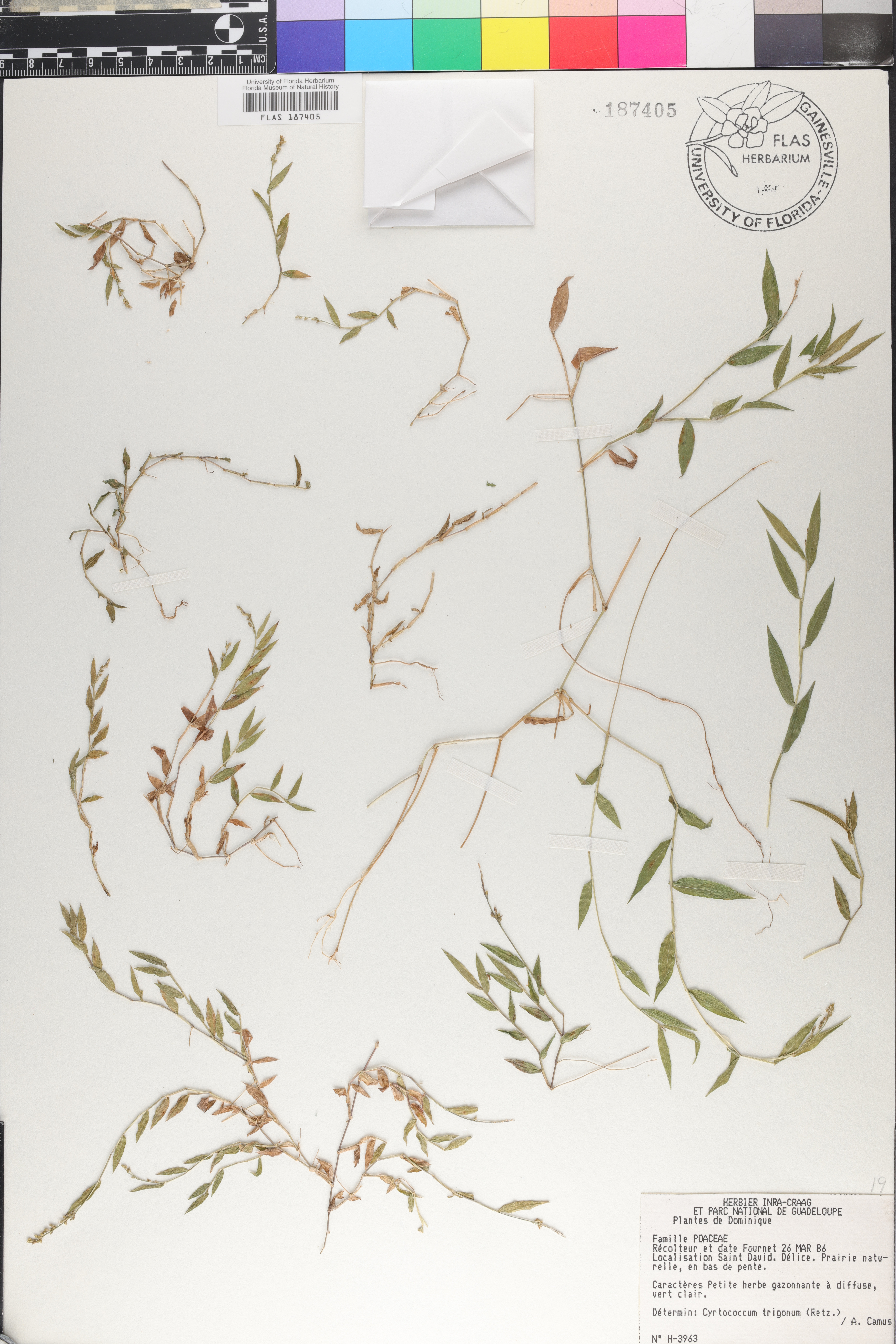 Cyrtococcum trigonum image