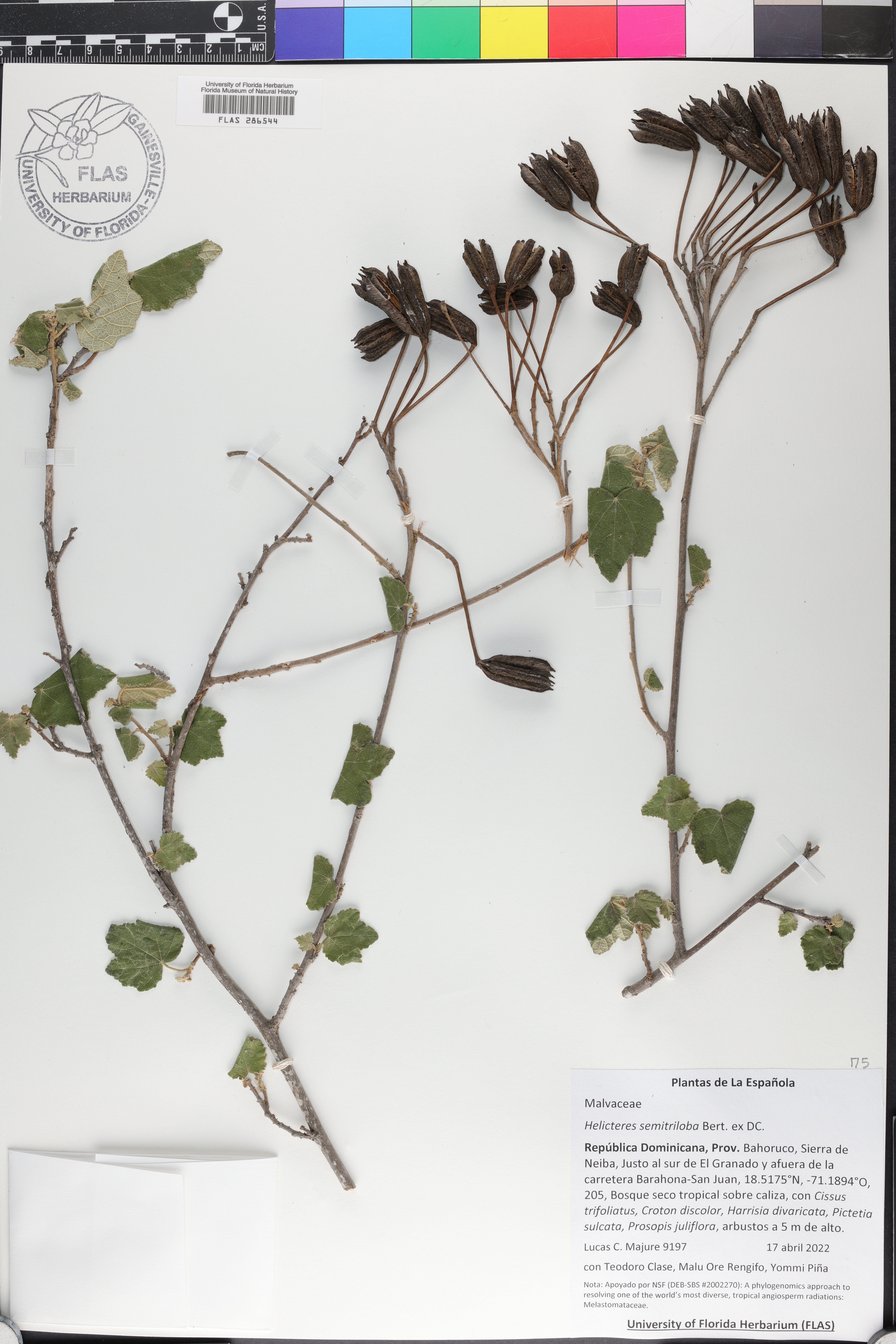 Helicteres semitriloba image