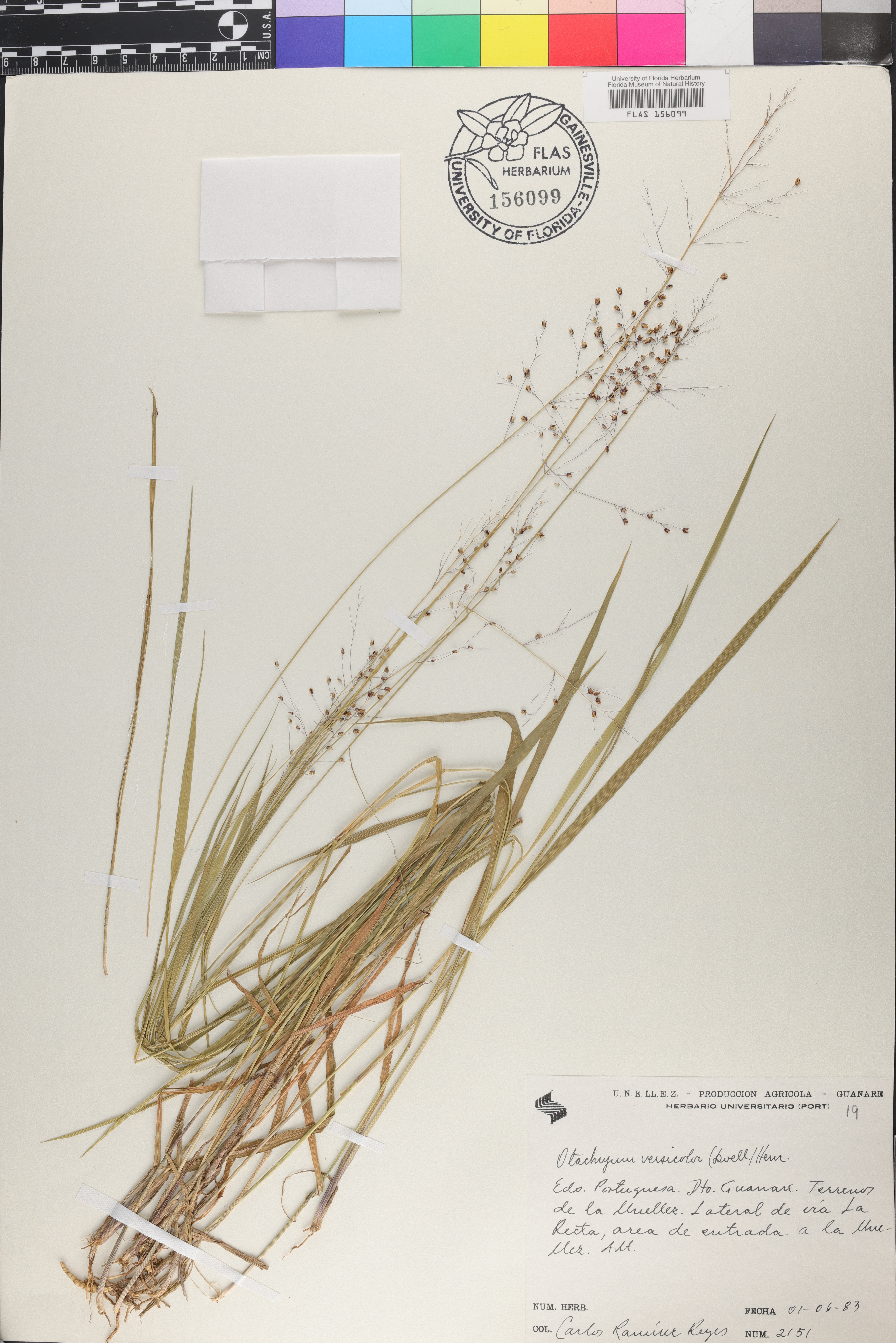 Otachyrium versicolor image