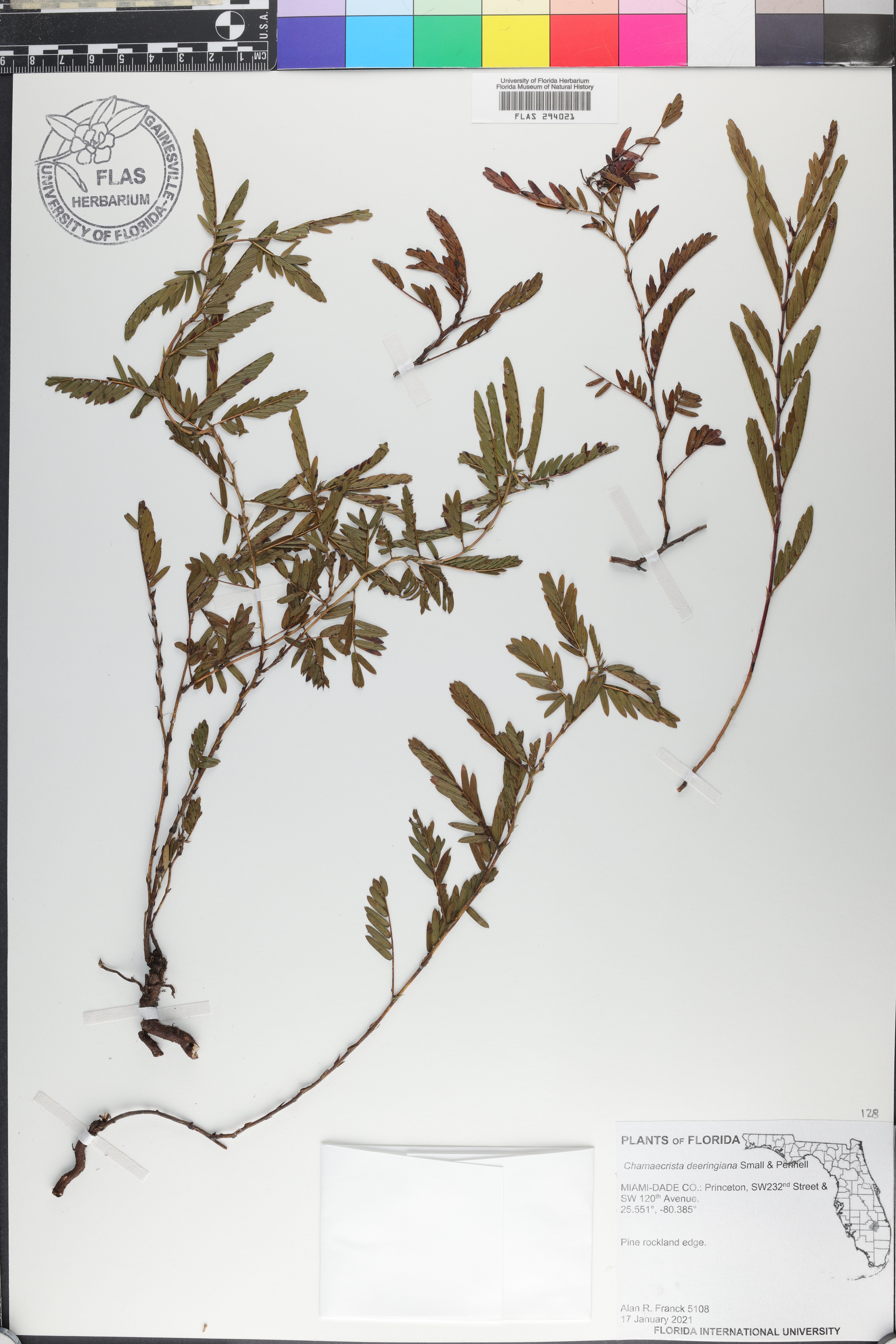 Chamaecrista deeringiana image