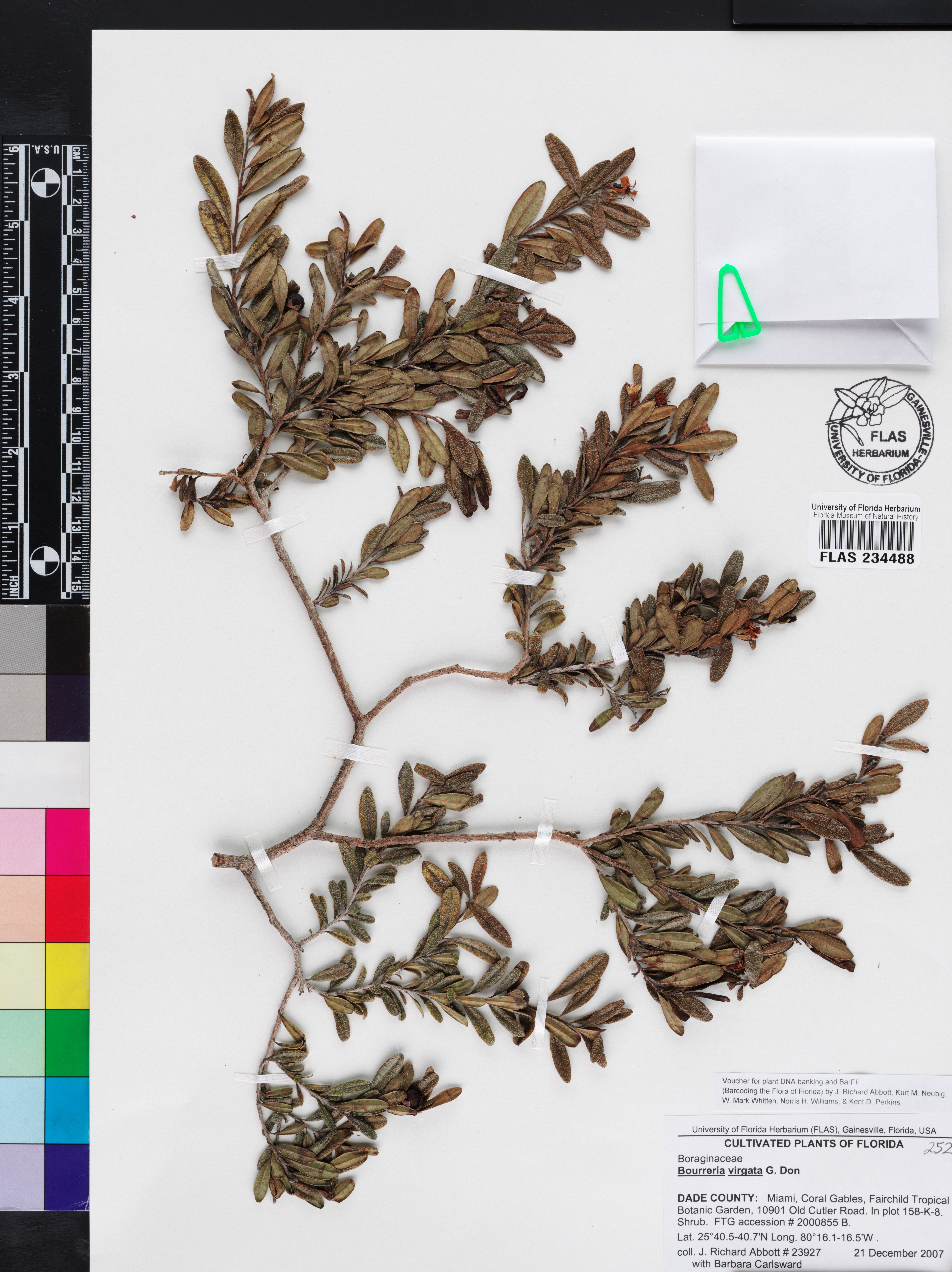 Bourreria virgata image