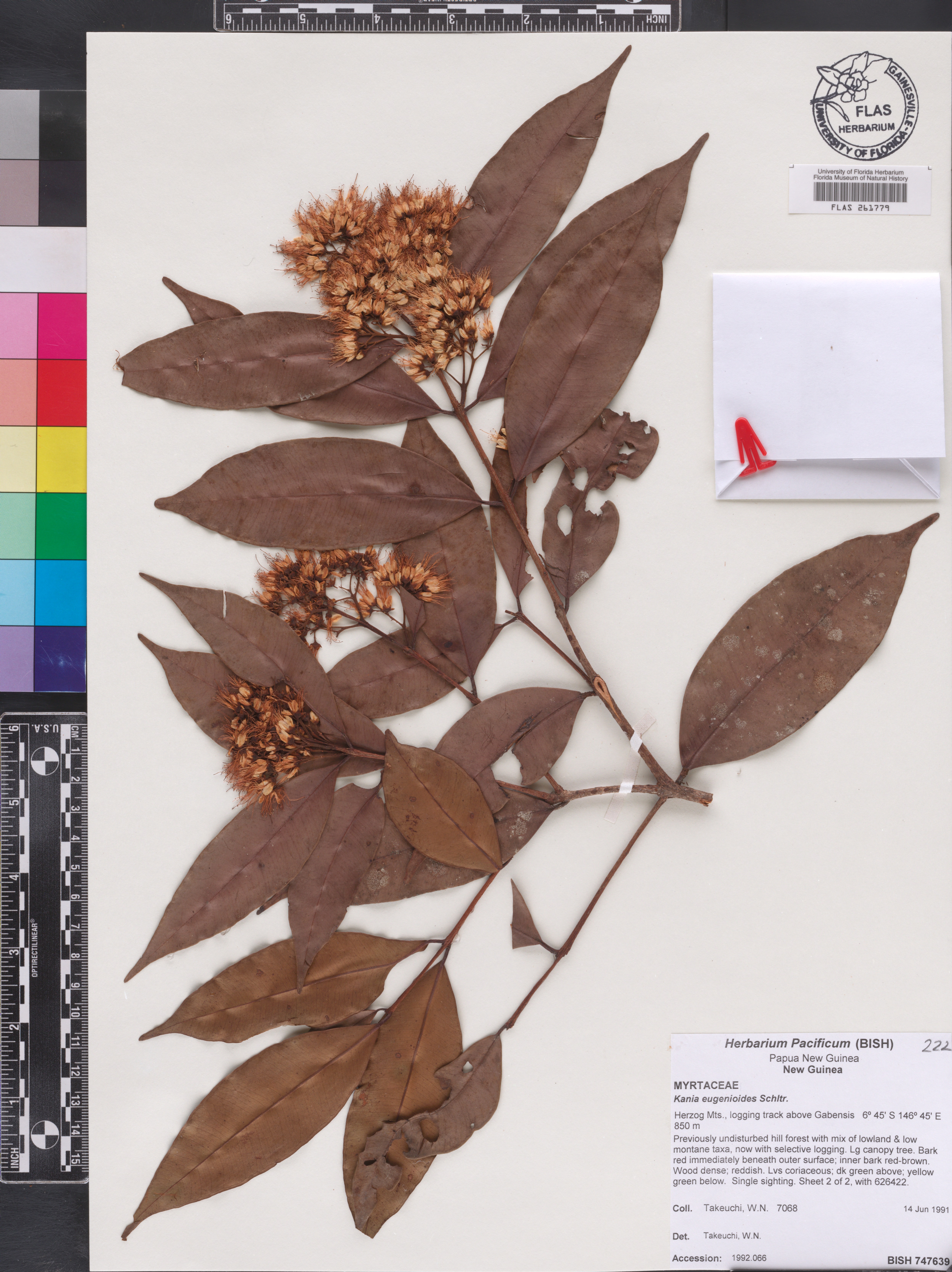 Kania eugenioides image