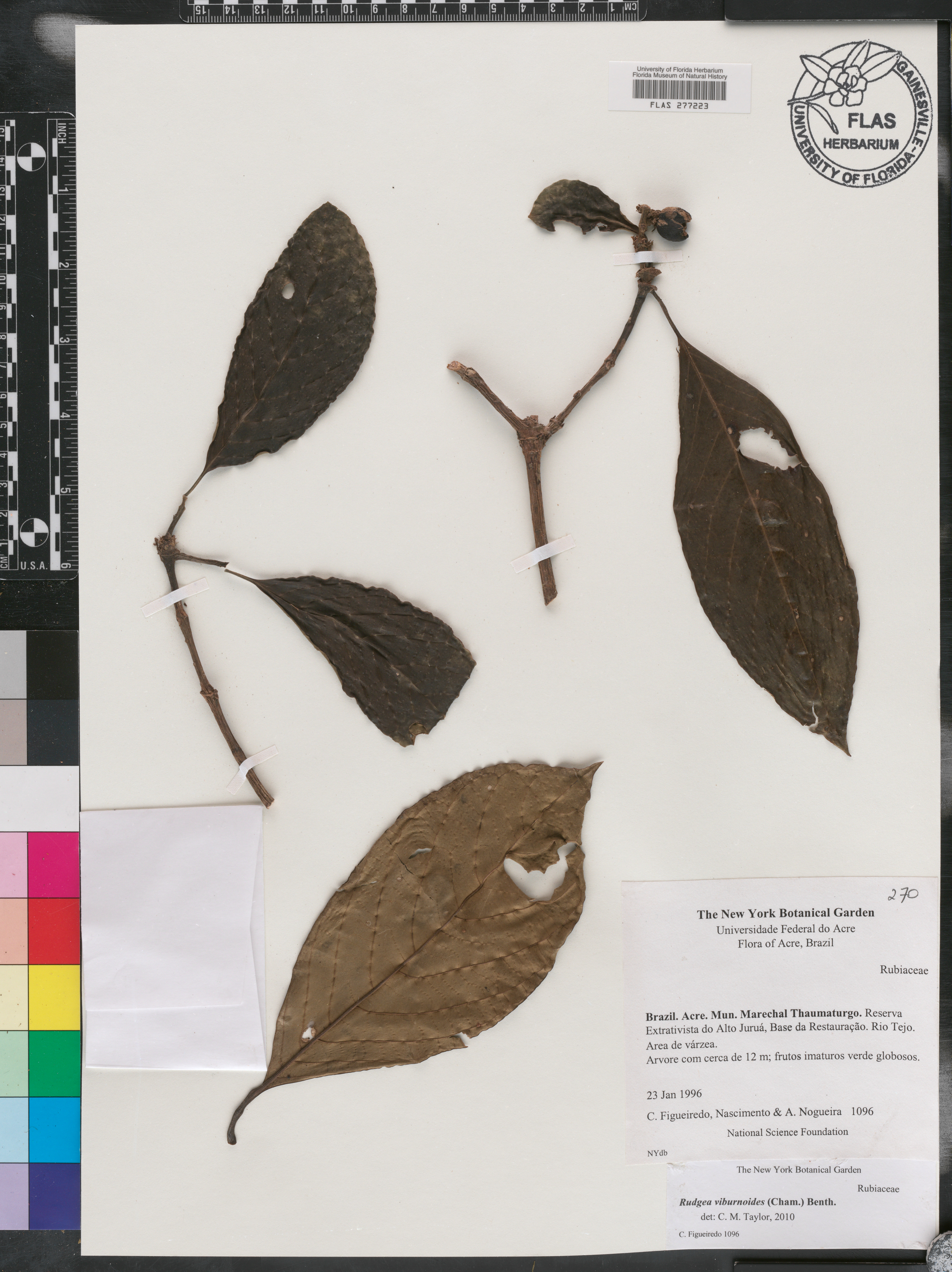 Rudgea viburnoides image