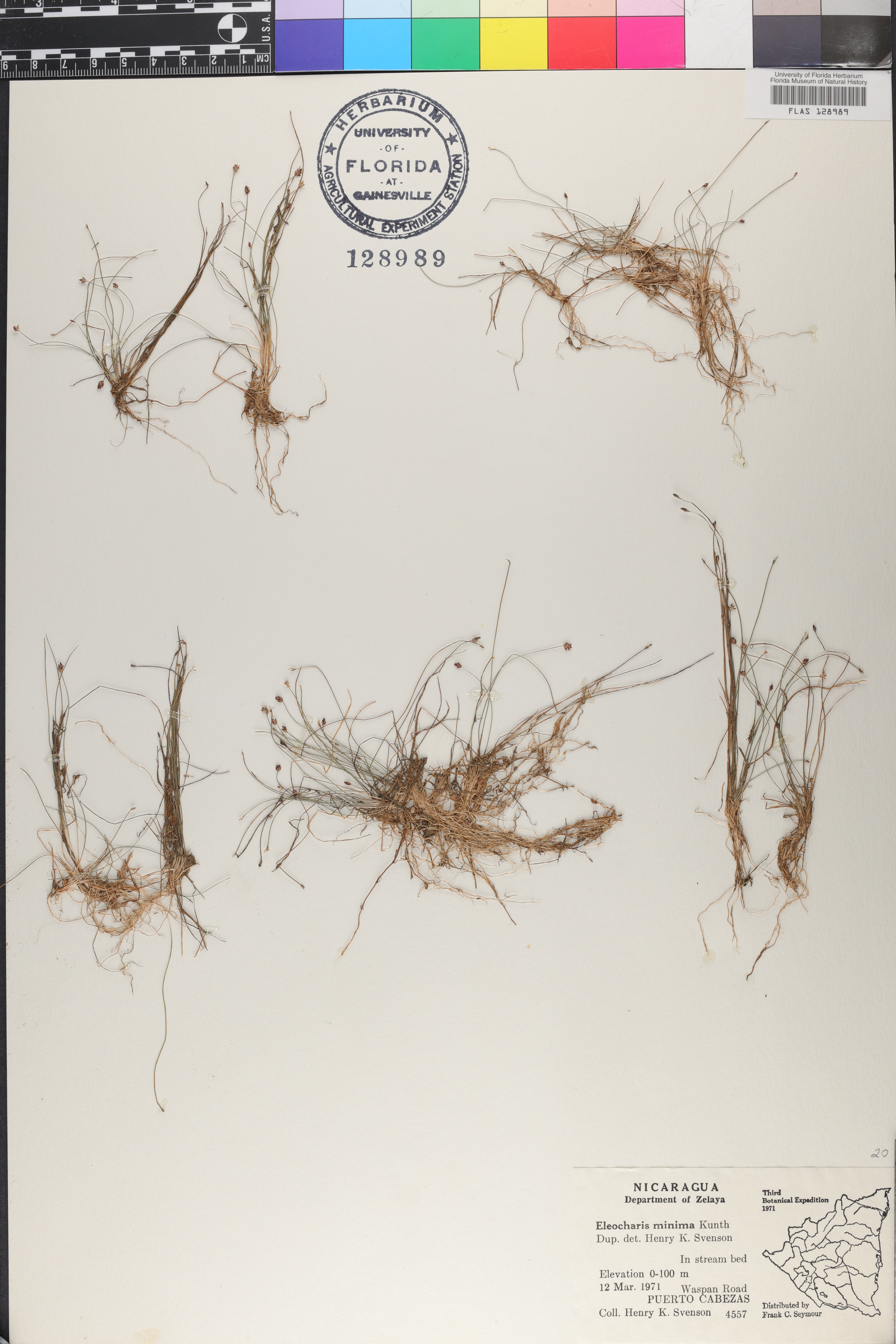Eleocharis minima image