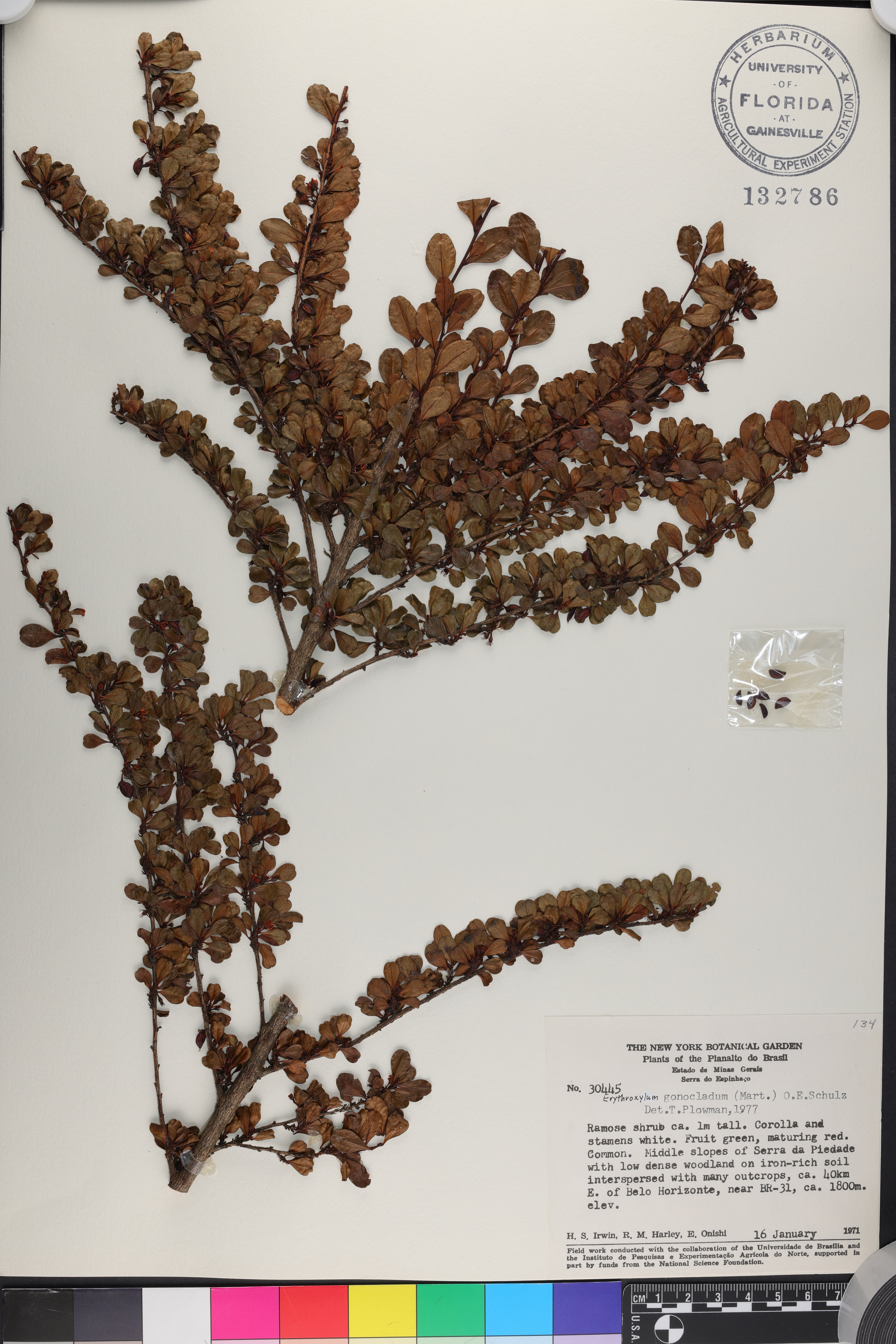 Erythroxylum gonoclados image