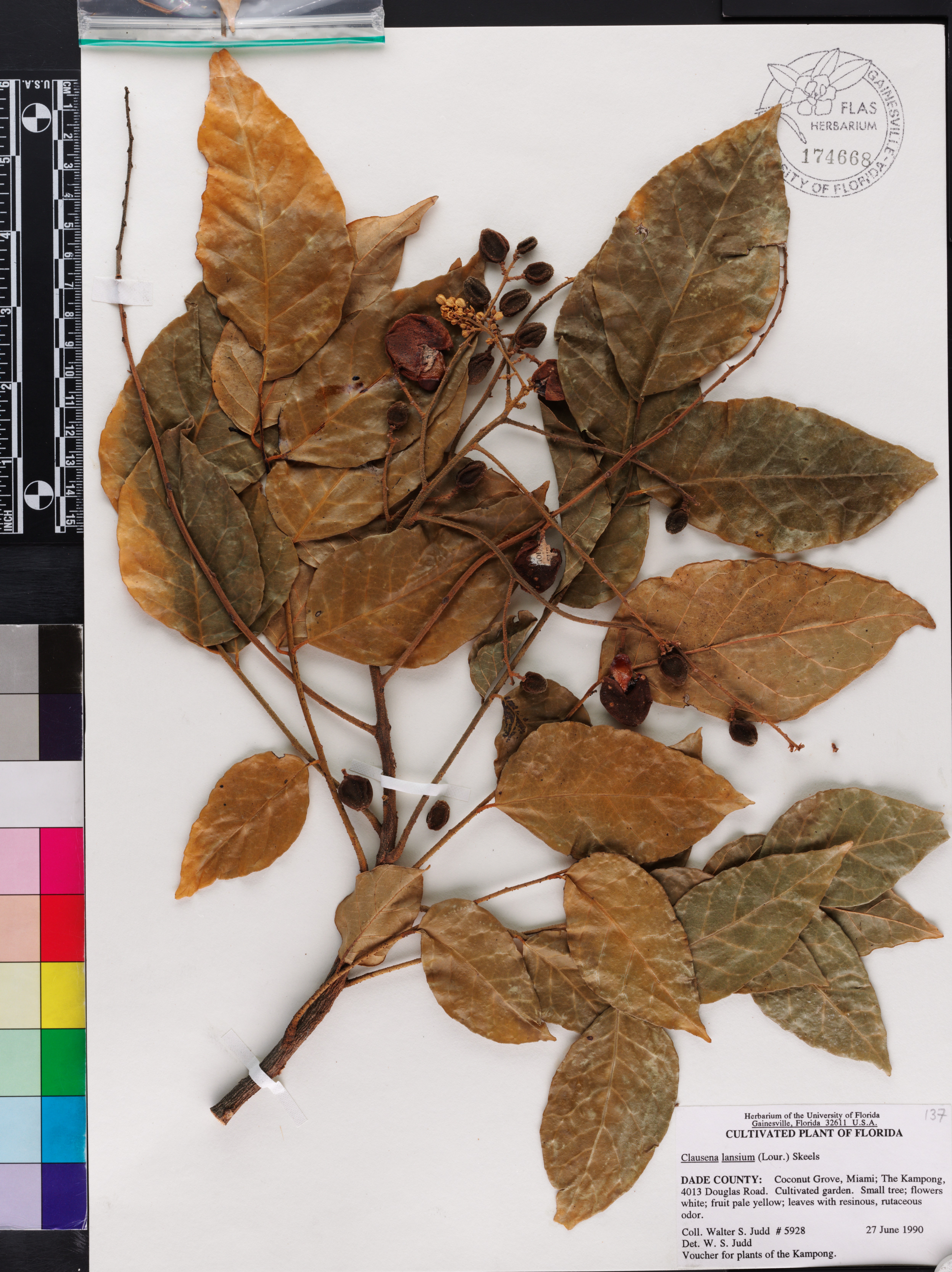 Clausena lansium image