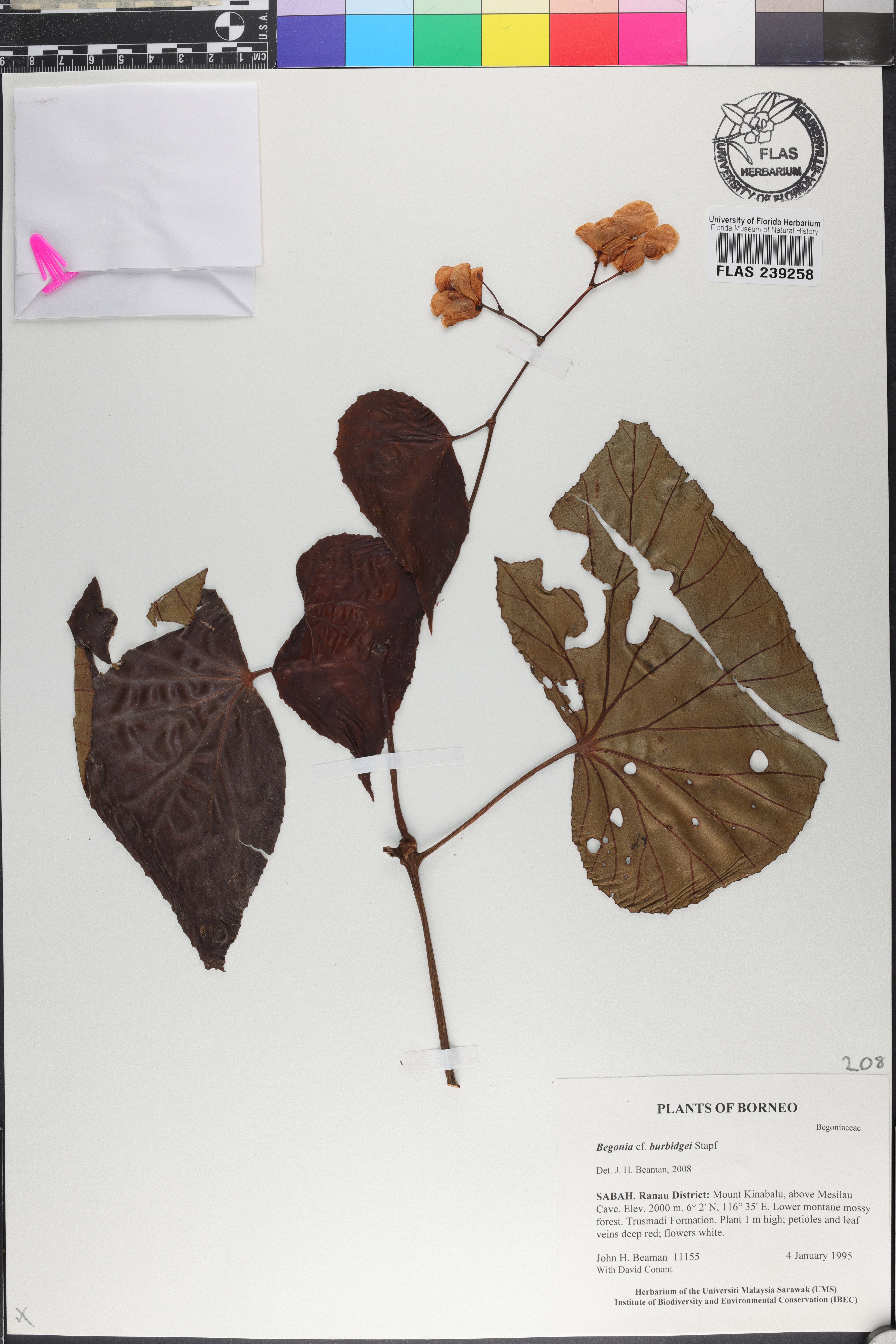 Begonia burbidgei image