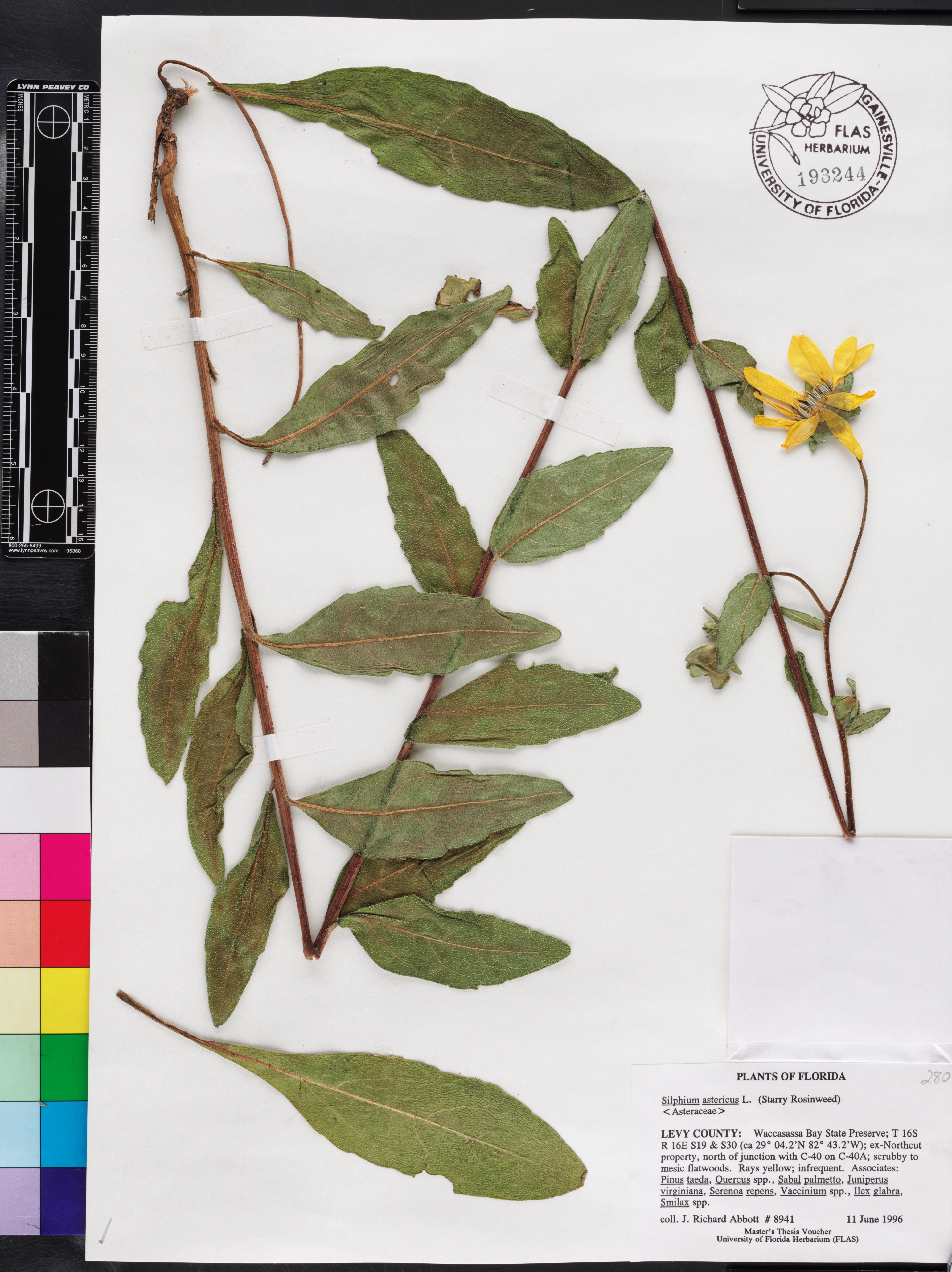 Silphium asteriscus image