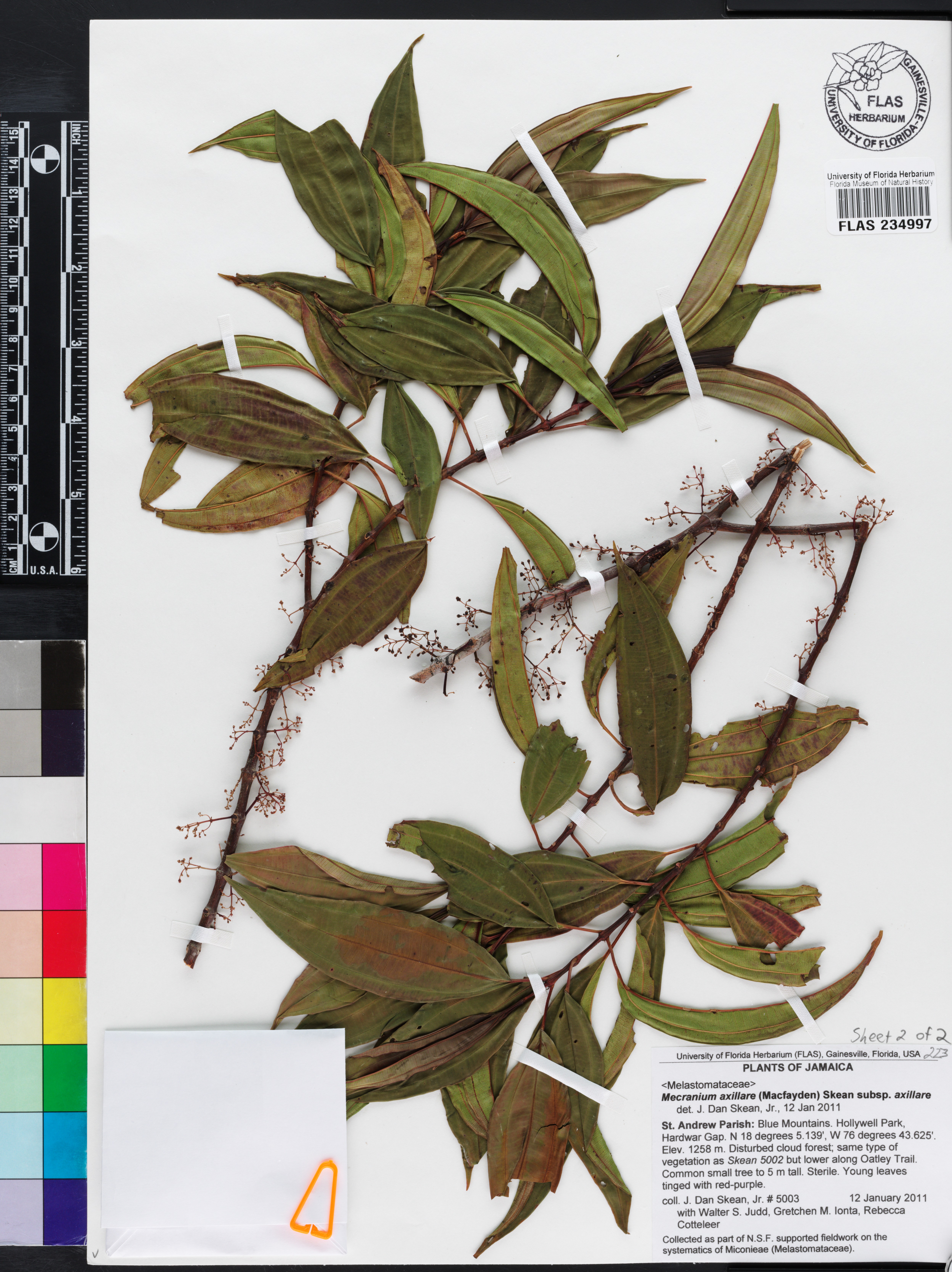 Miconia axillaris subsp. axillaris image