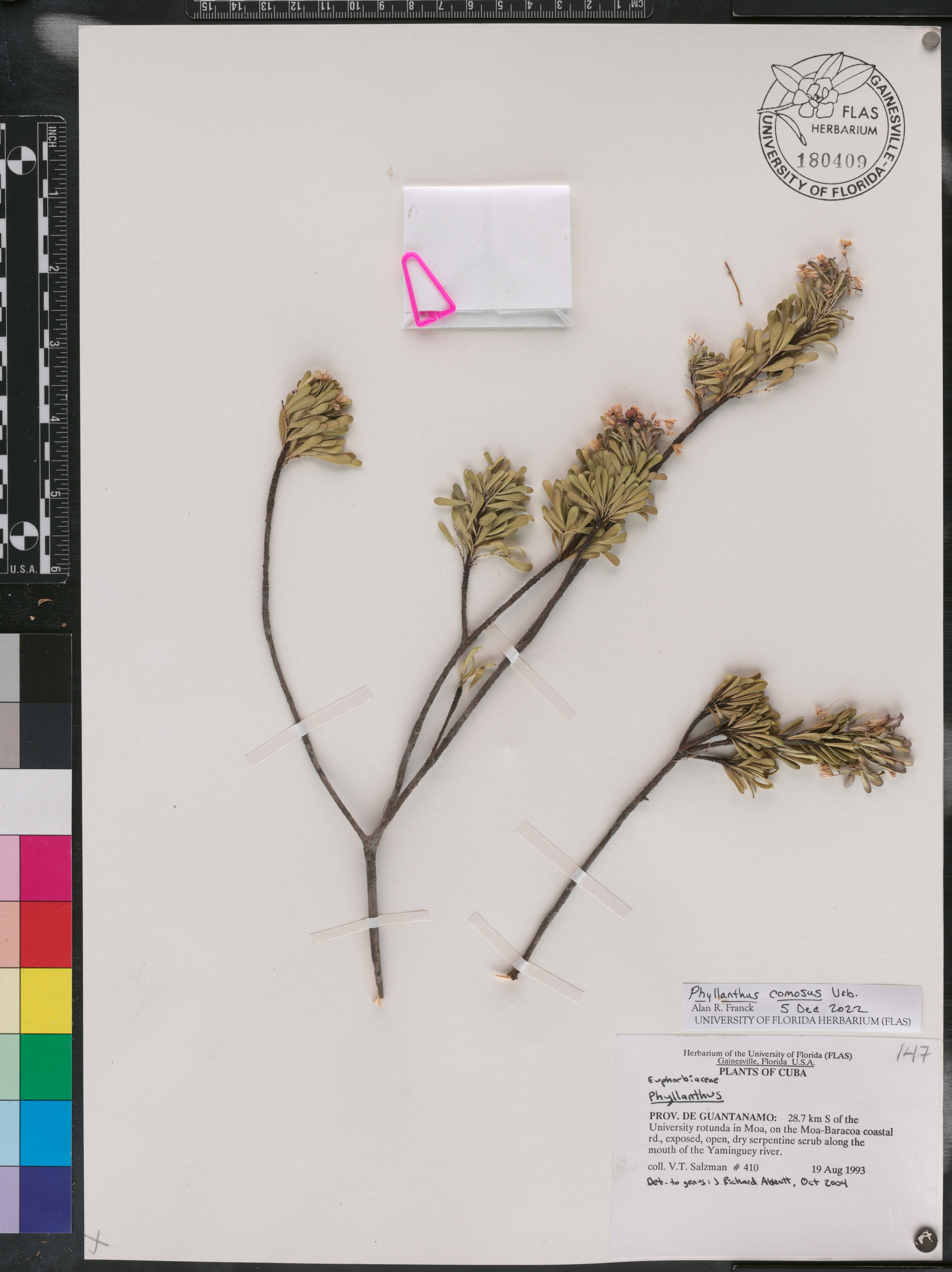 Phyllanthus comosus image