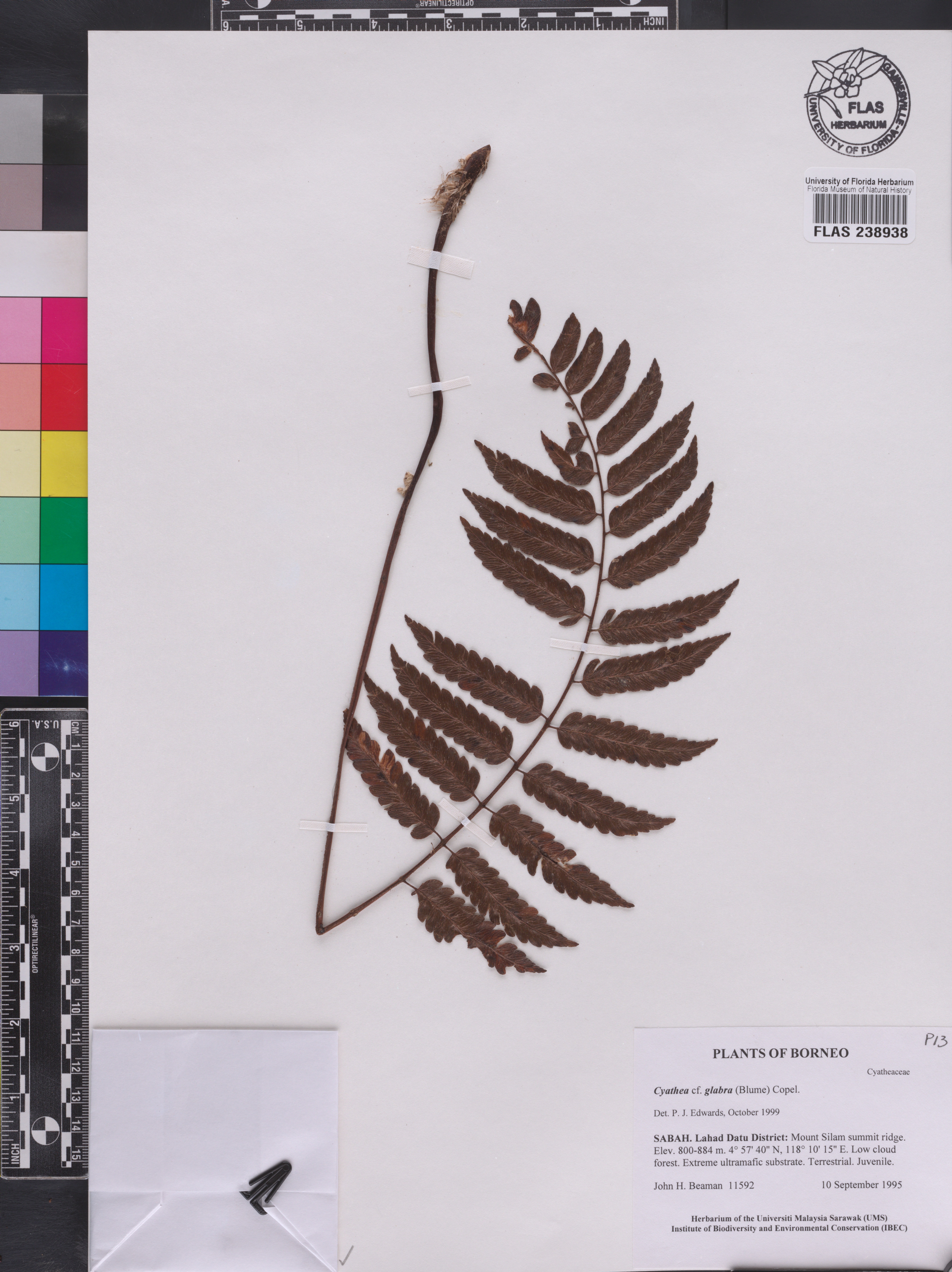 Cyathea glabra image