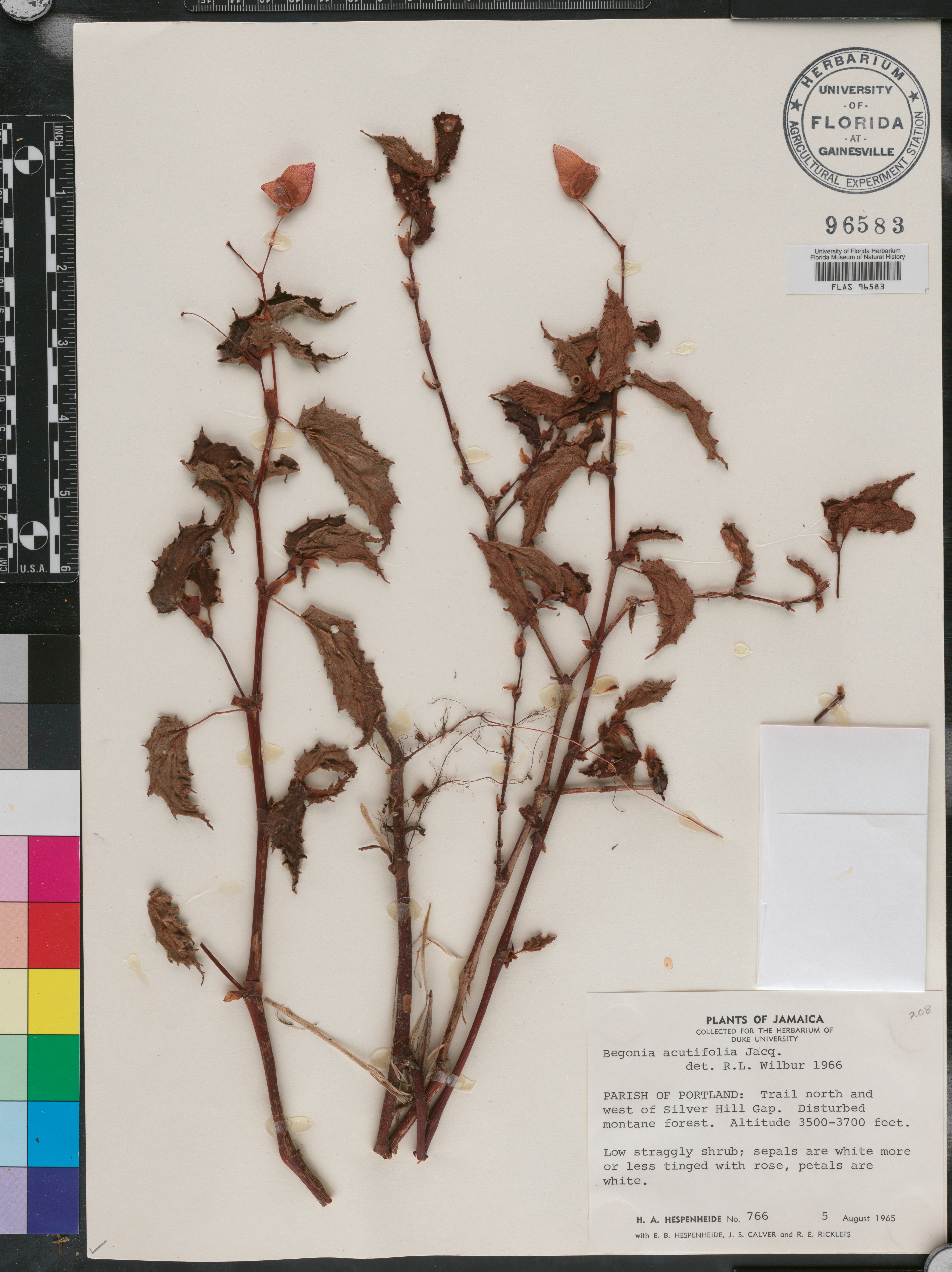 Begonia acutifolia image