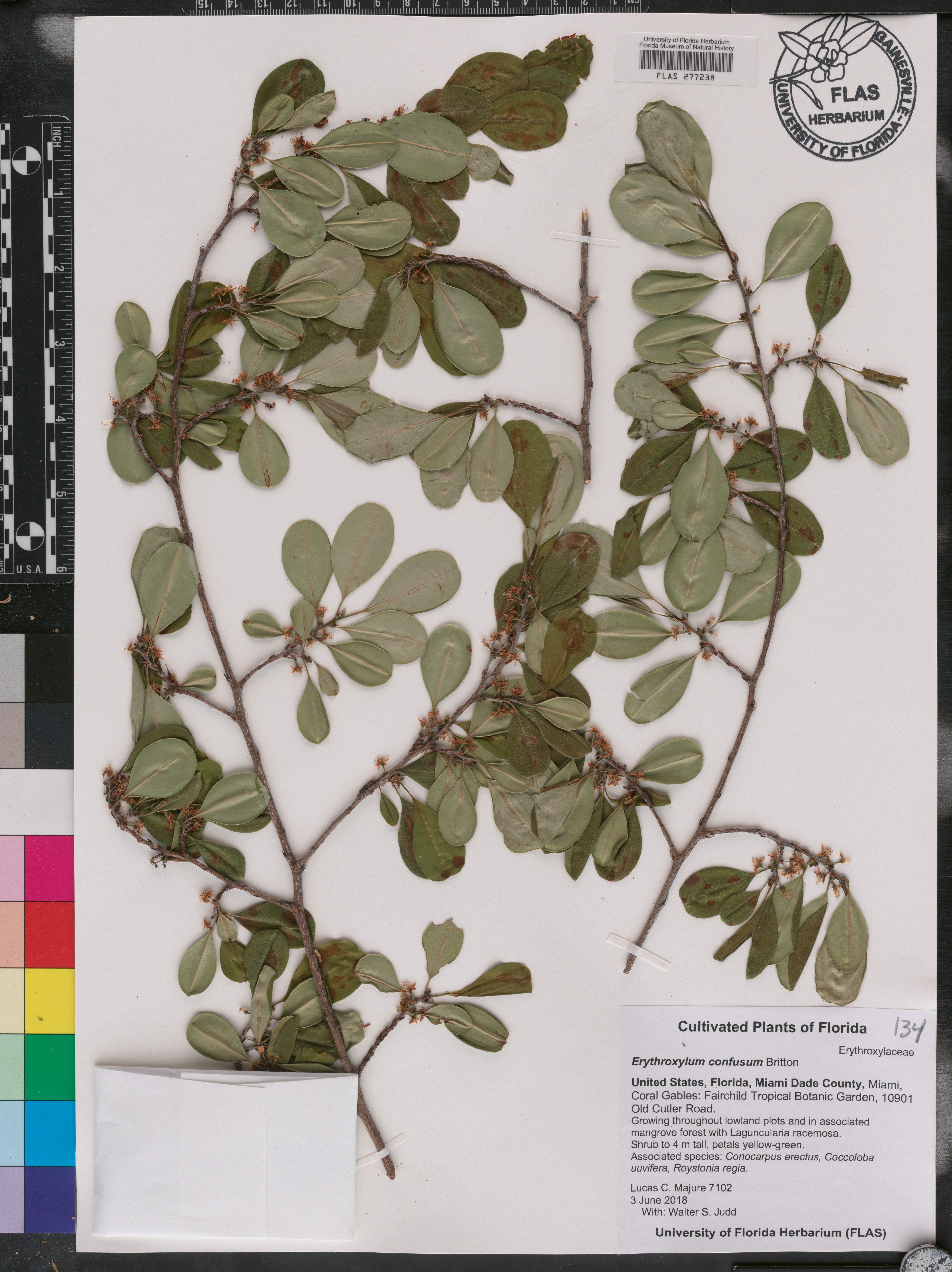 Erythroxylum confusum image