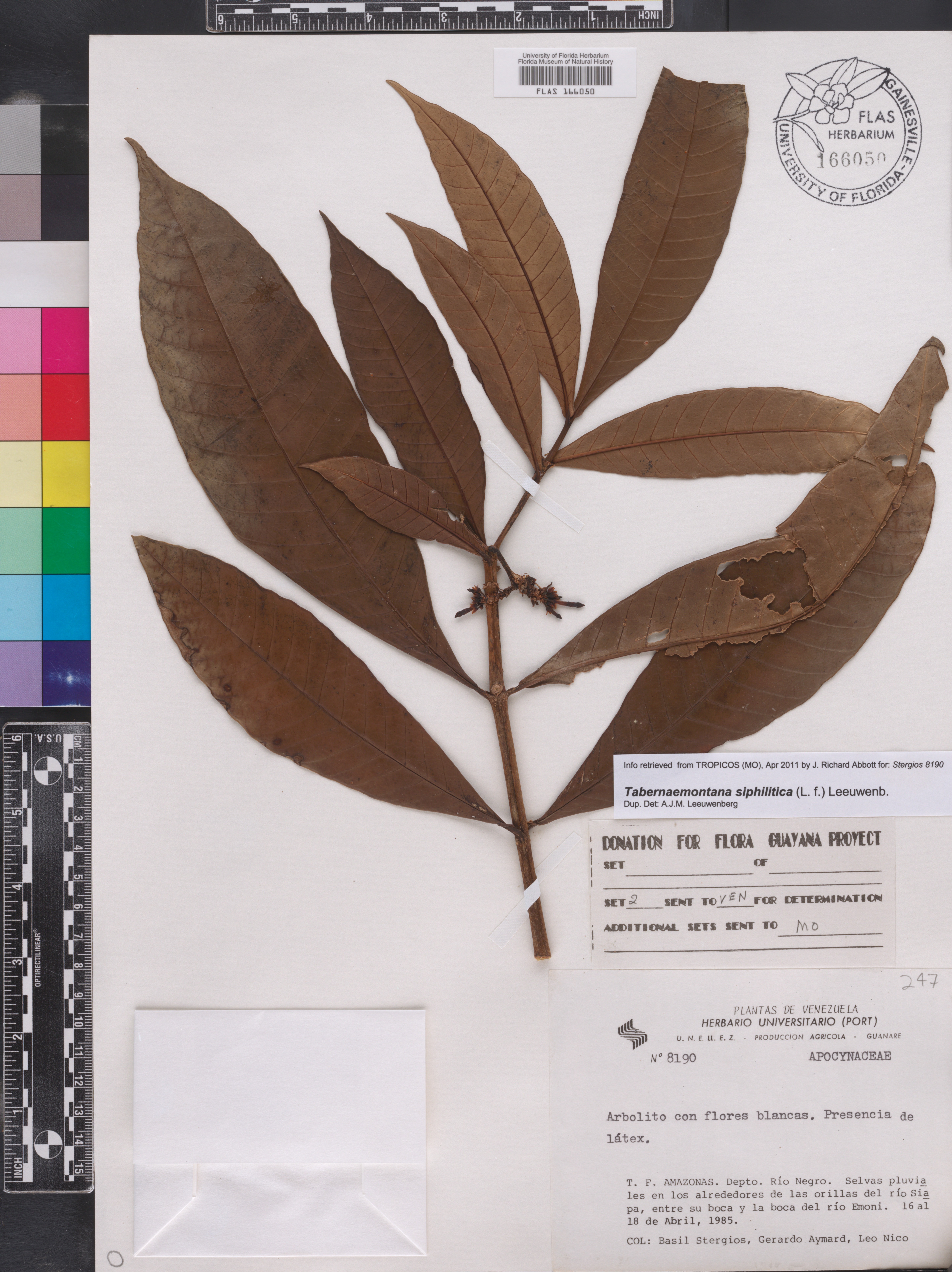 Tabernaemontana siphilitica thumbnail