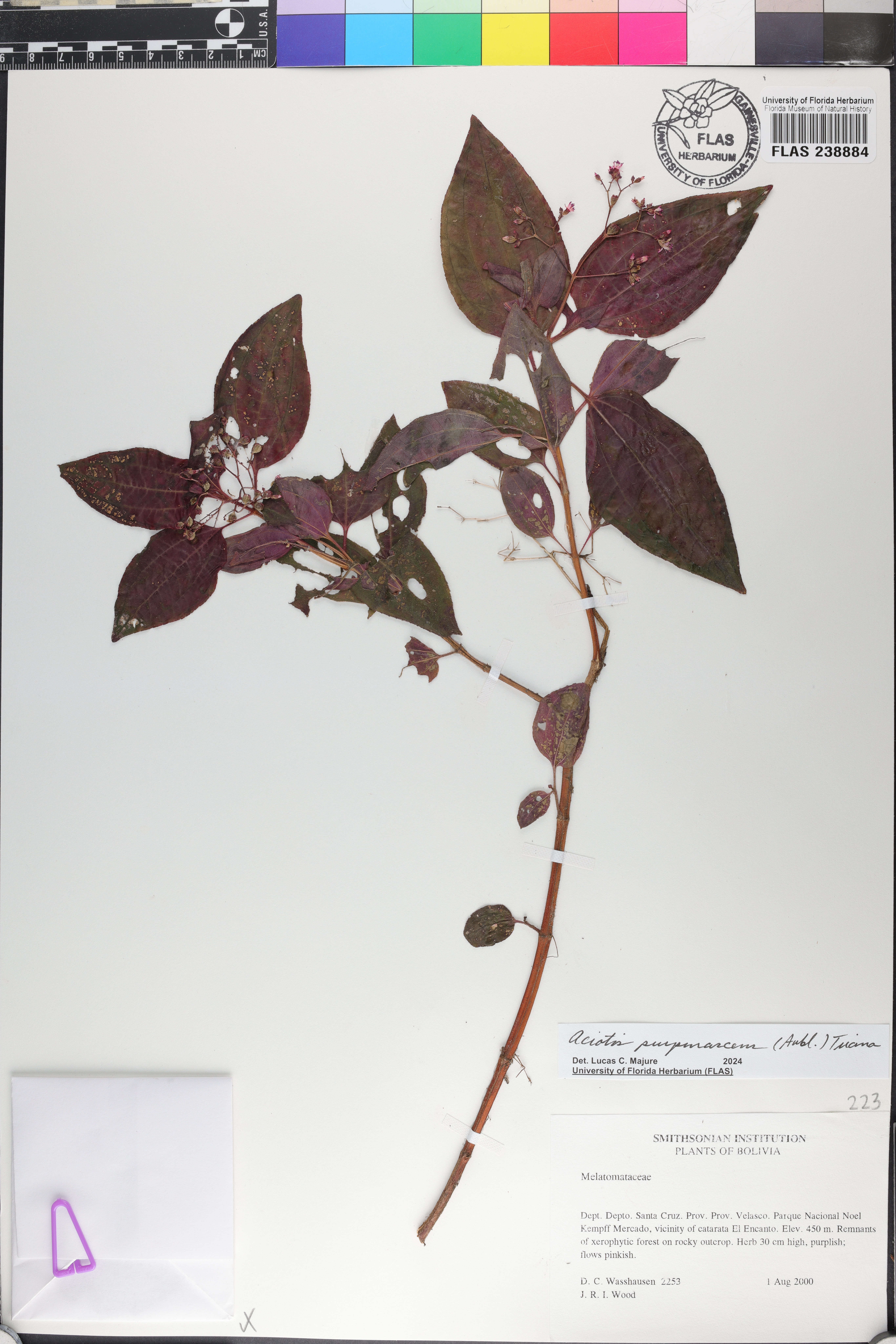 Aciotis purpurascens image