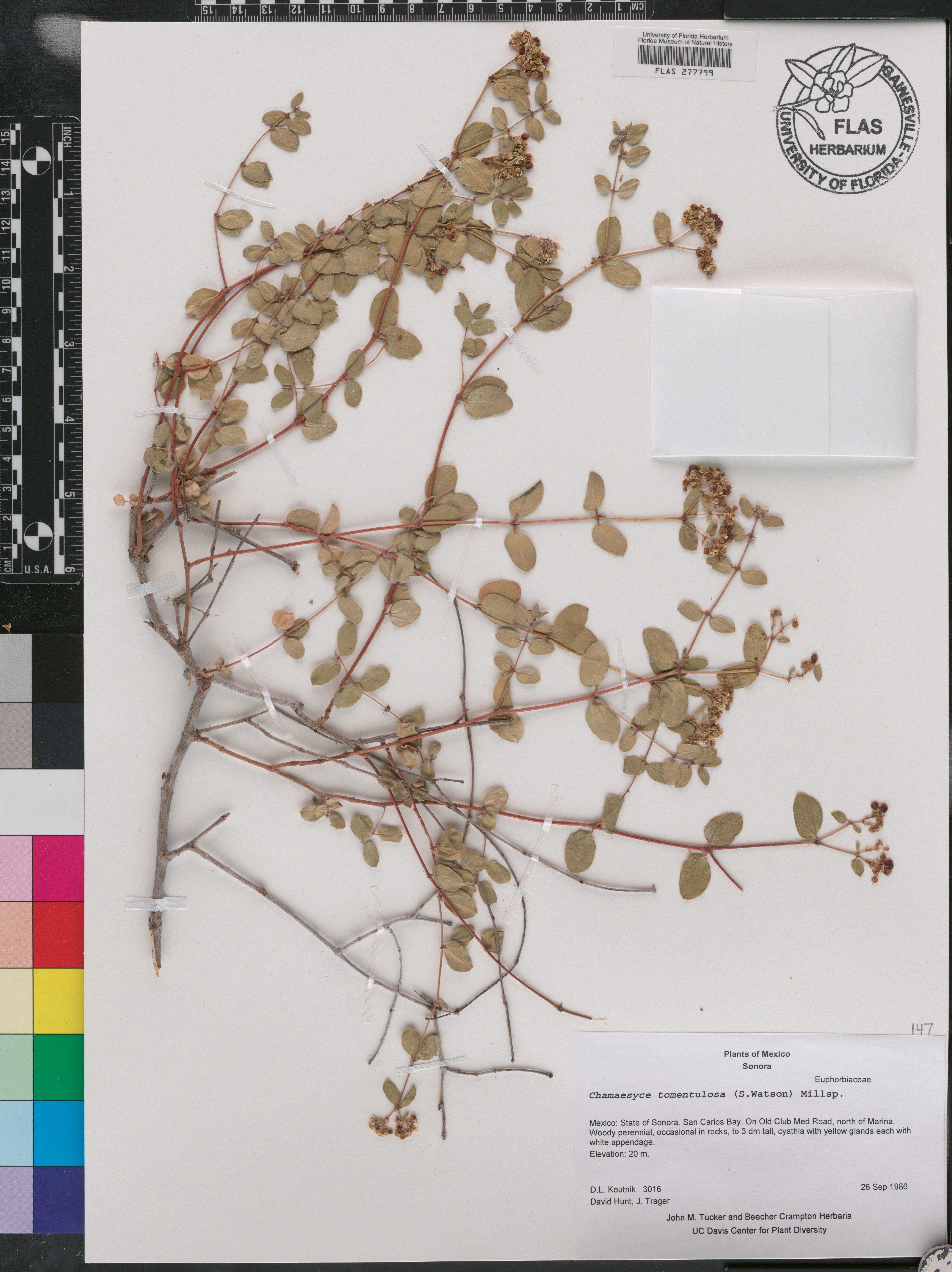 Chamaesyce tomentulosa image