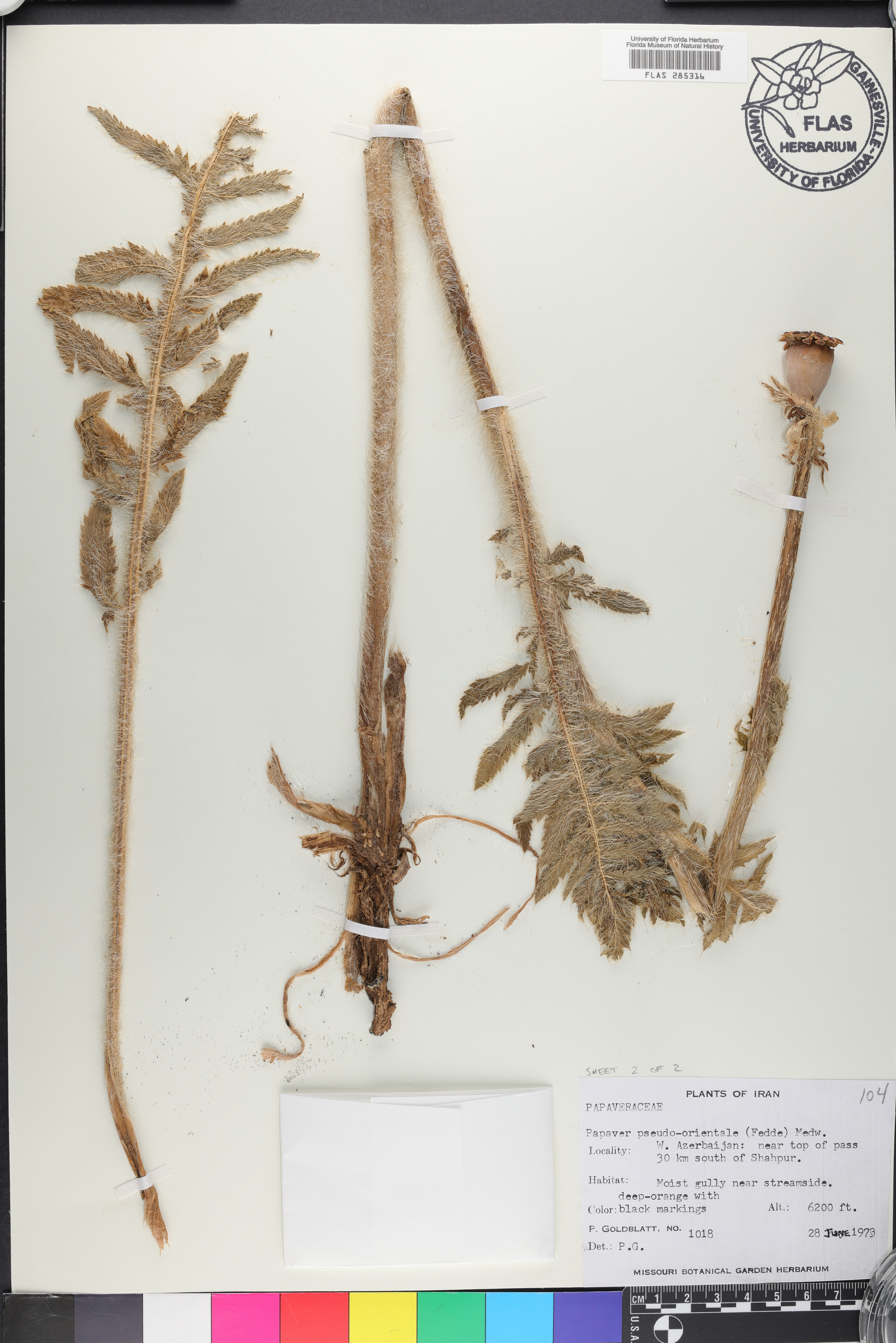 Papaver orientale image