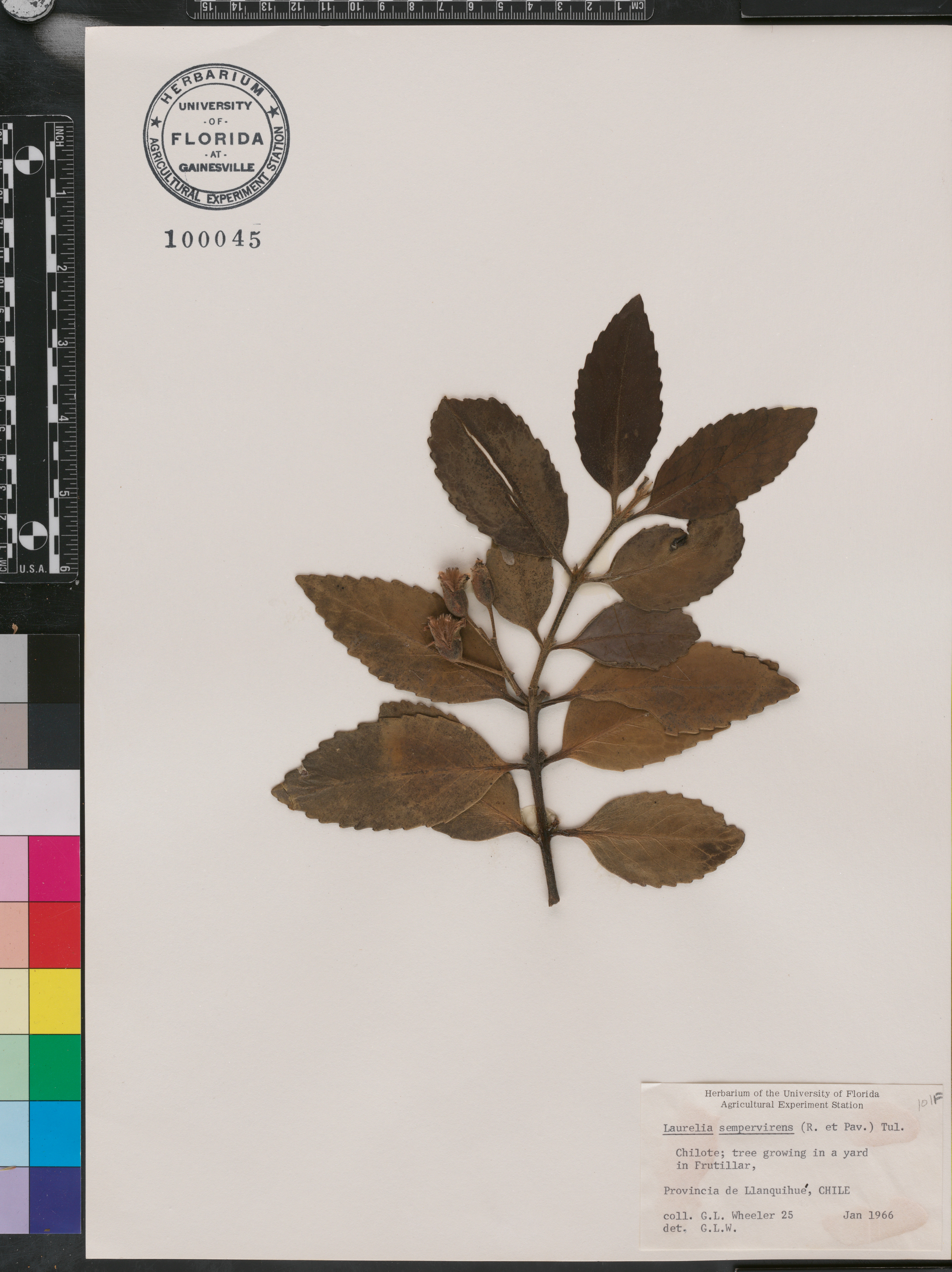 Laurelia sempervirens image