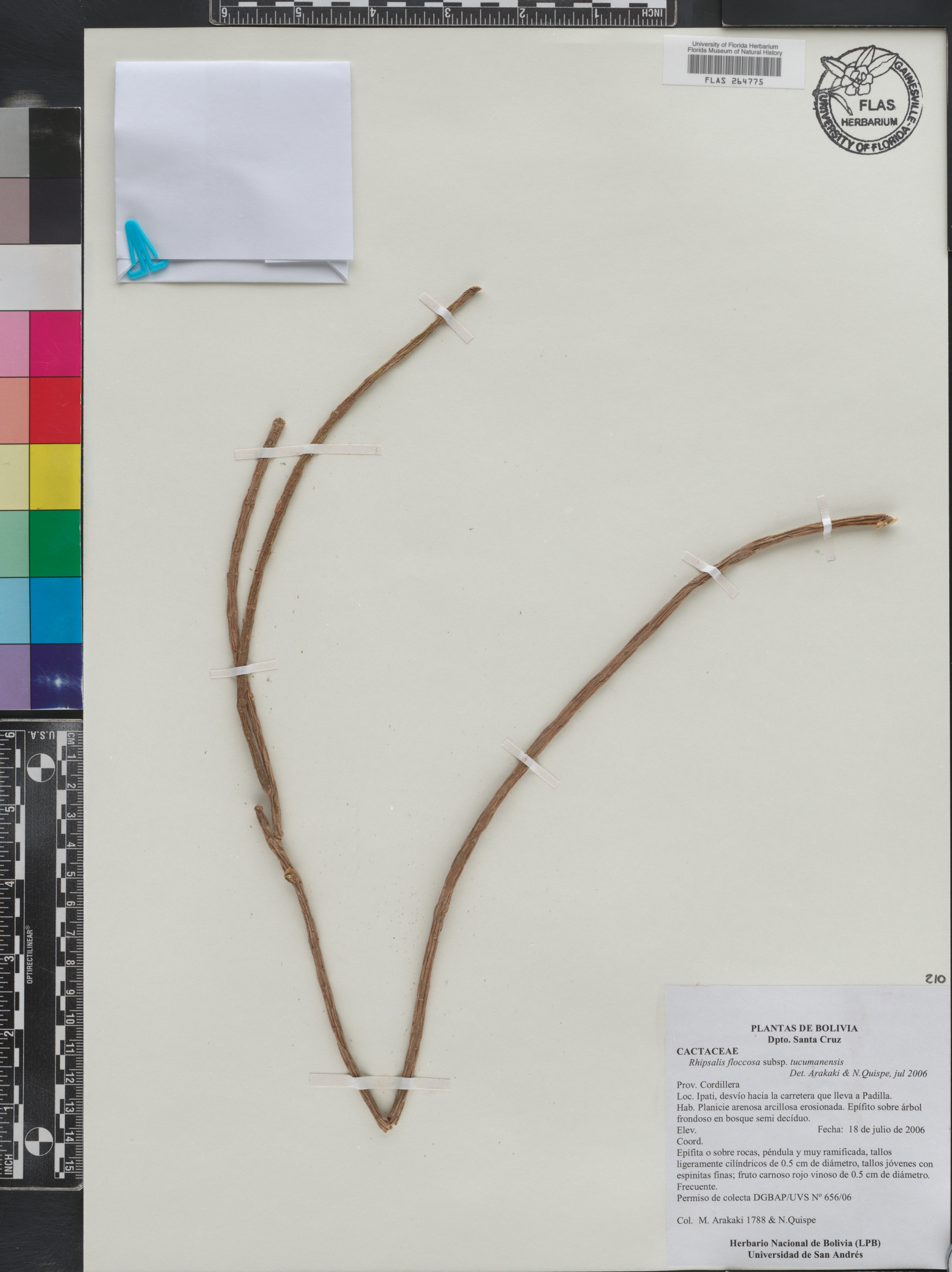 Rhipsalis floccosa subsp. tucumanensis image