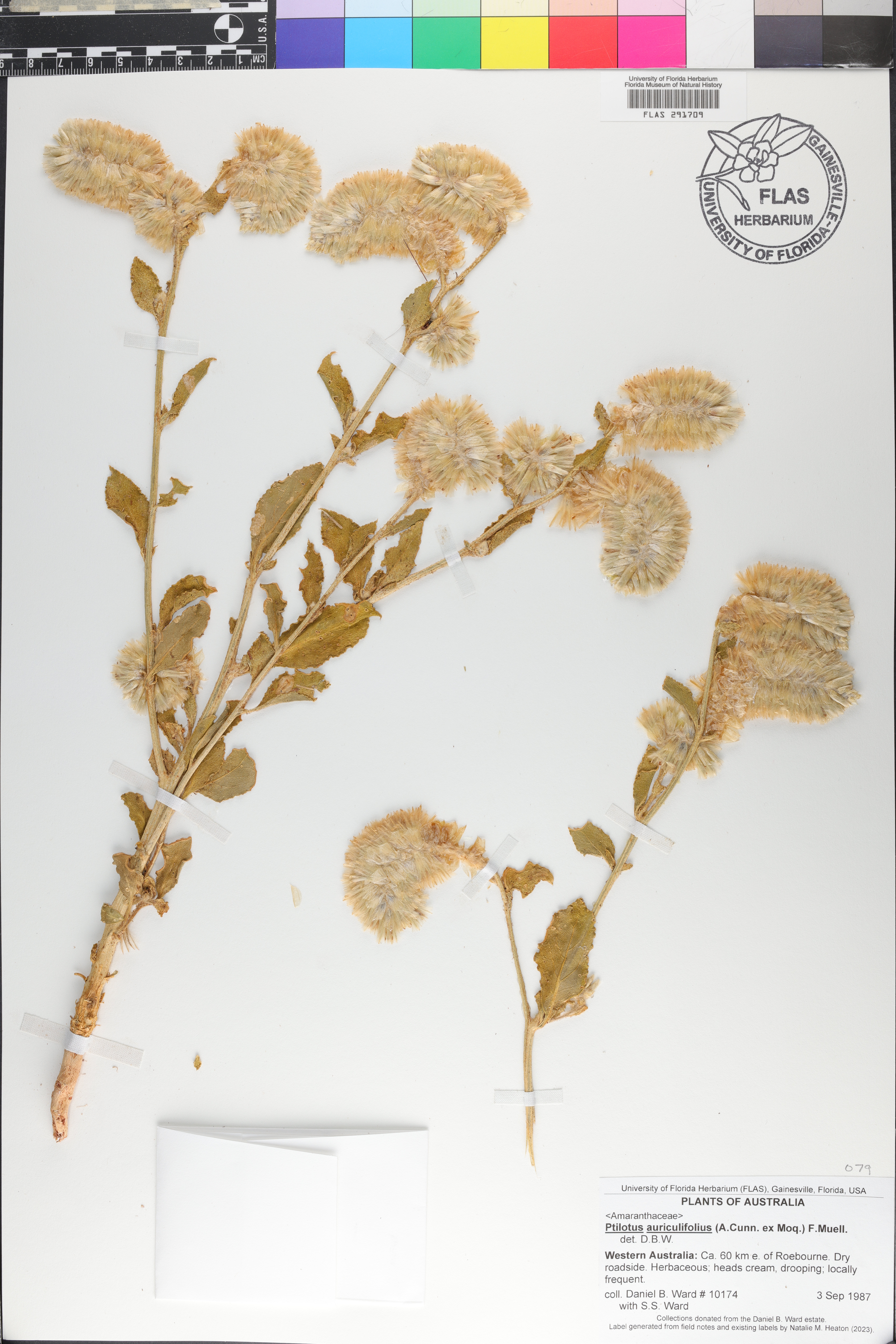Ptilotus auriculifolius image