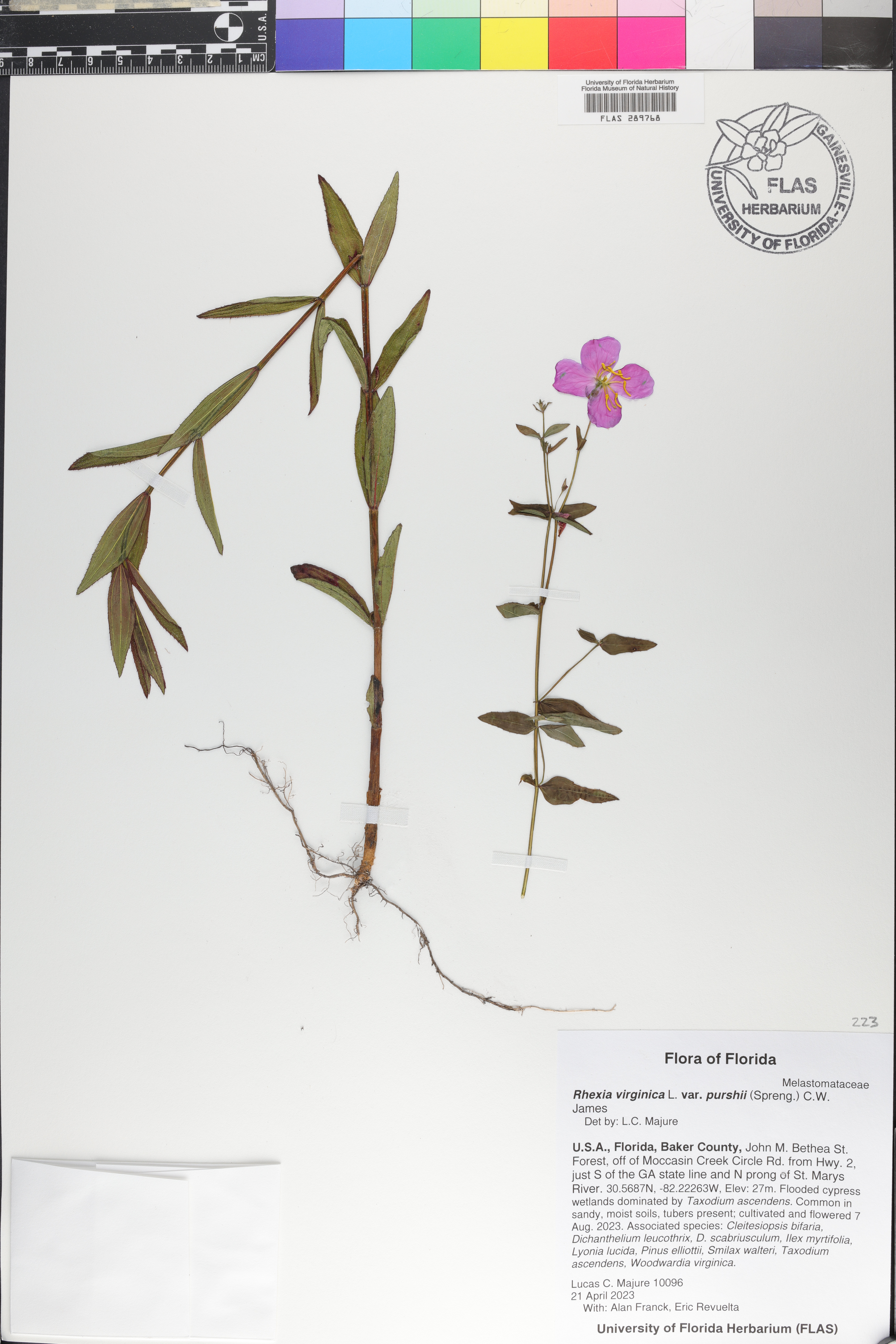 Rhexia virginica var. purshii image
